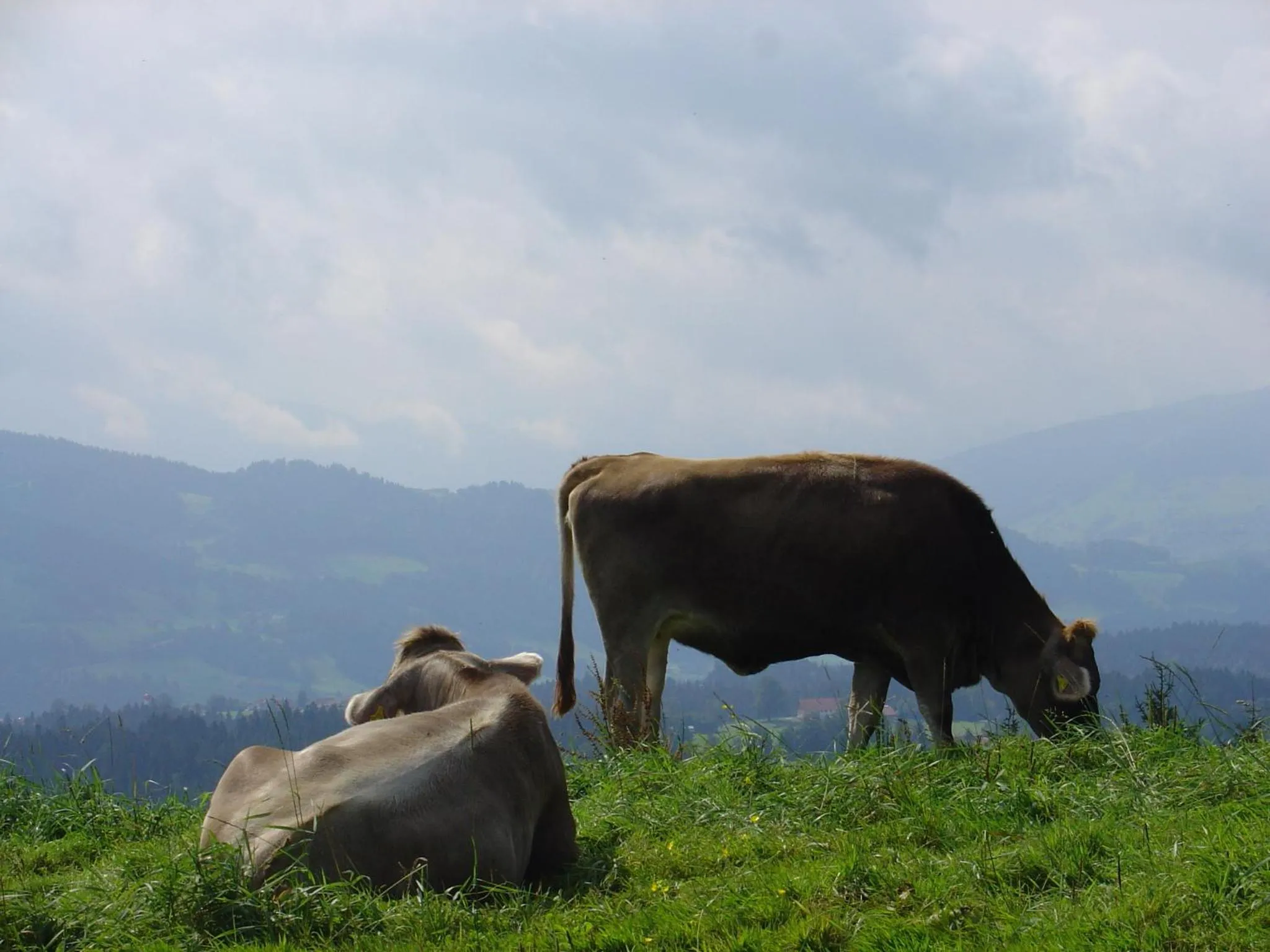 Animals in Landhotel Herzberger garni Zimmer & Ferienwohnungen