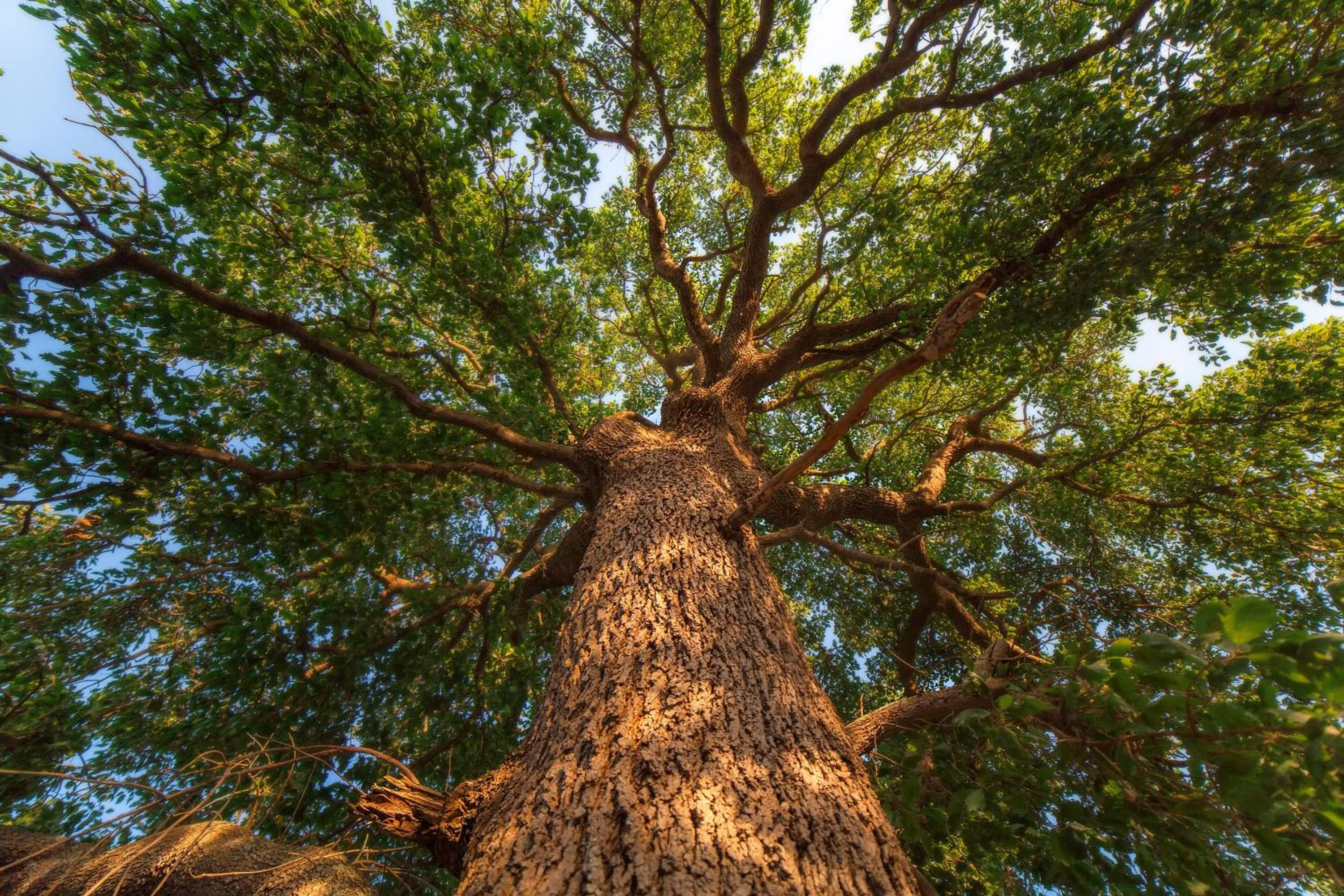 Masseria Fracchicchi