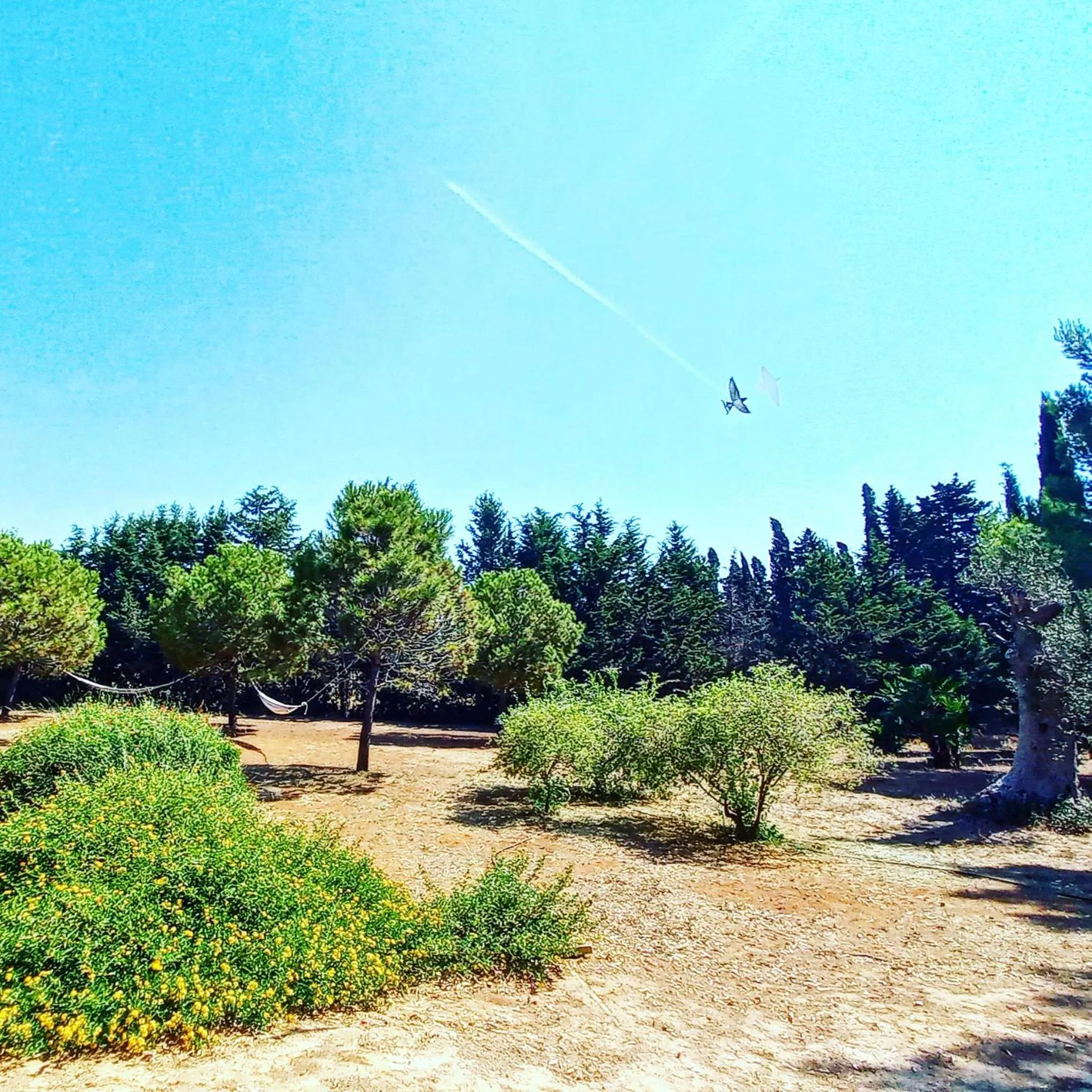 Garden in Masseria Fracchicchi