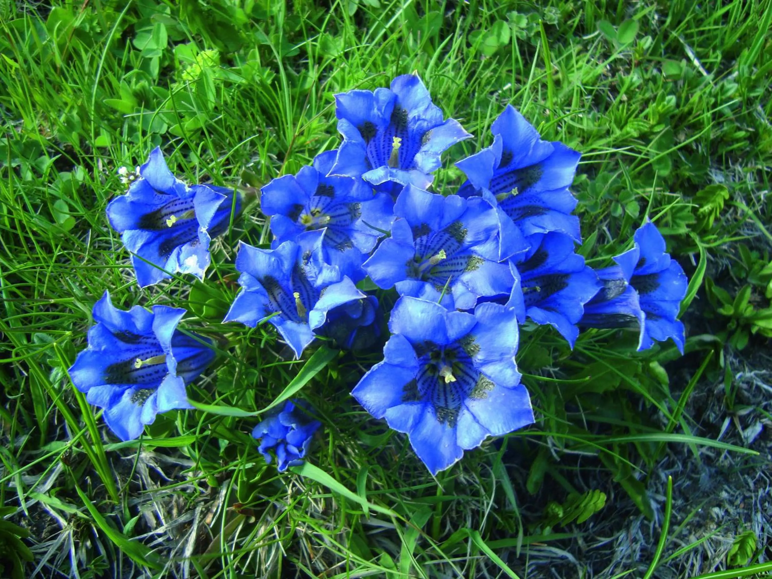 Gasthof Geierwallihof Klotz Konrad KEG