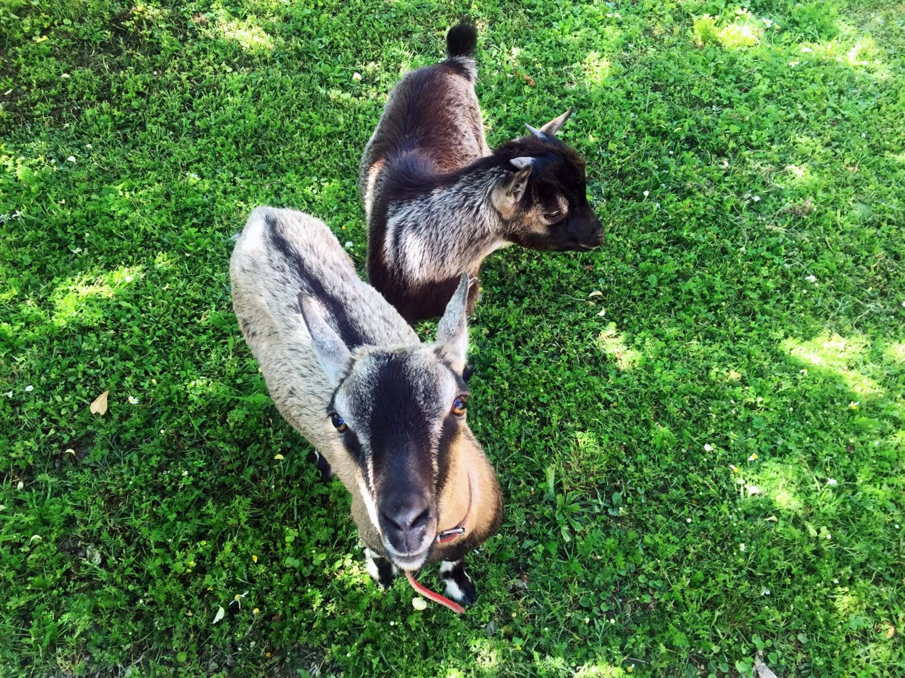 Domus Leonardo-Private Free Parking