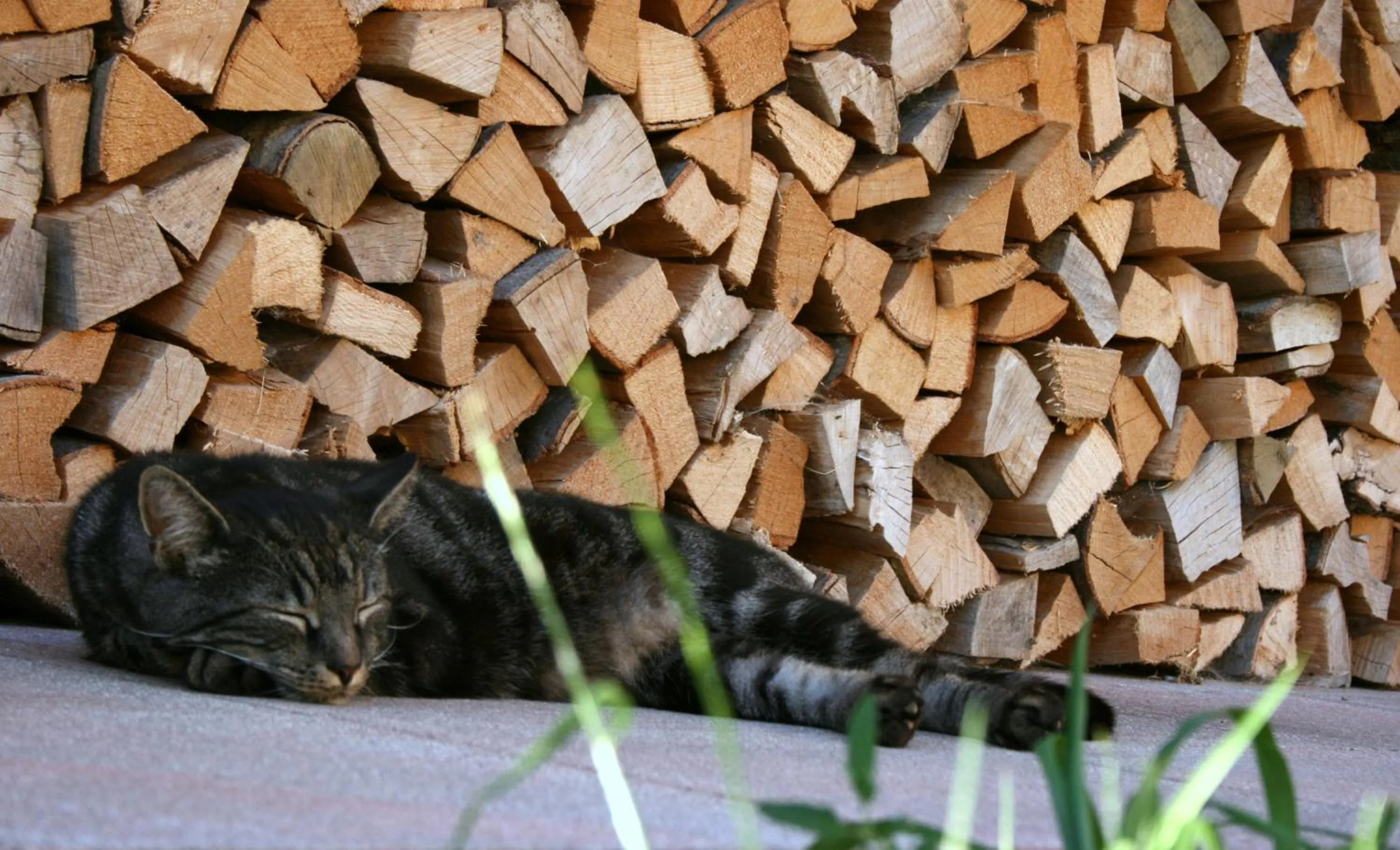 Garden in Hotel Riedl