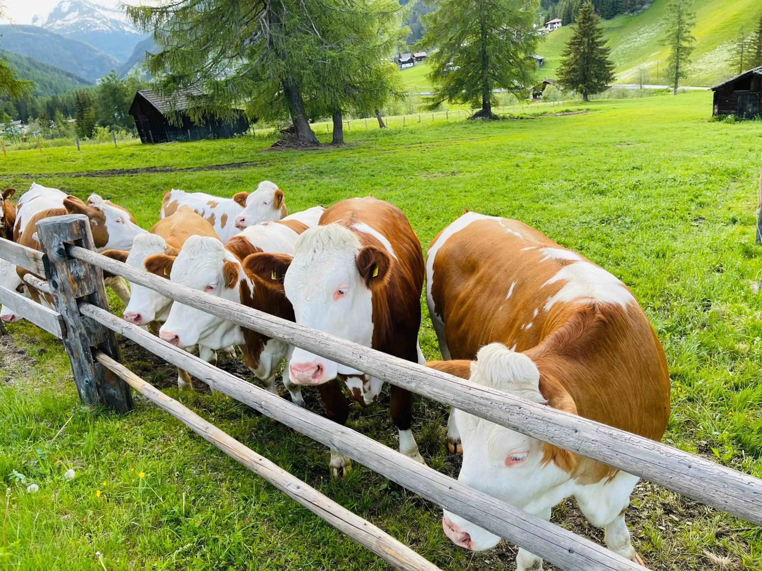 Animals in Hotel Garni Burger