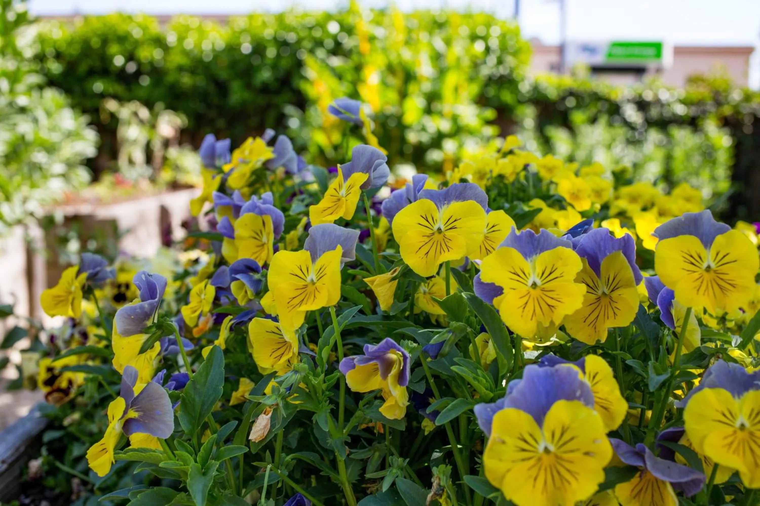 Restaurant/places to eat in Napa Valley Marriott Hotel & Spa