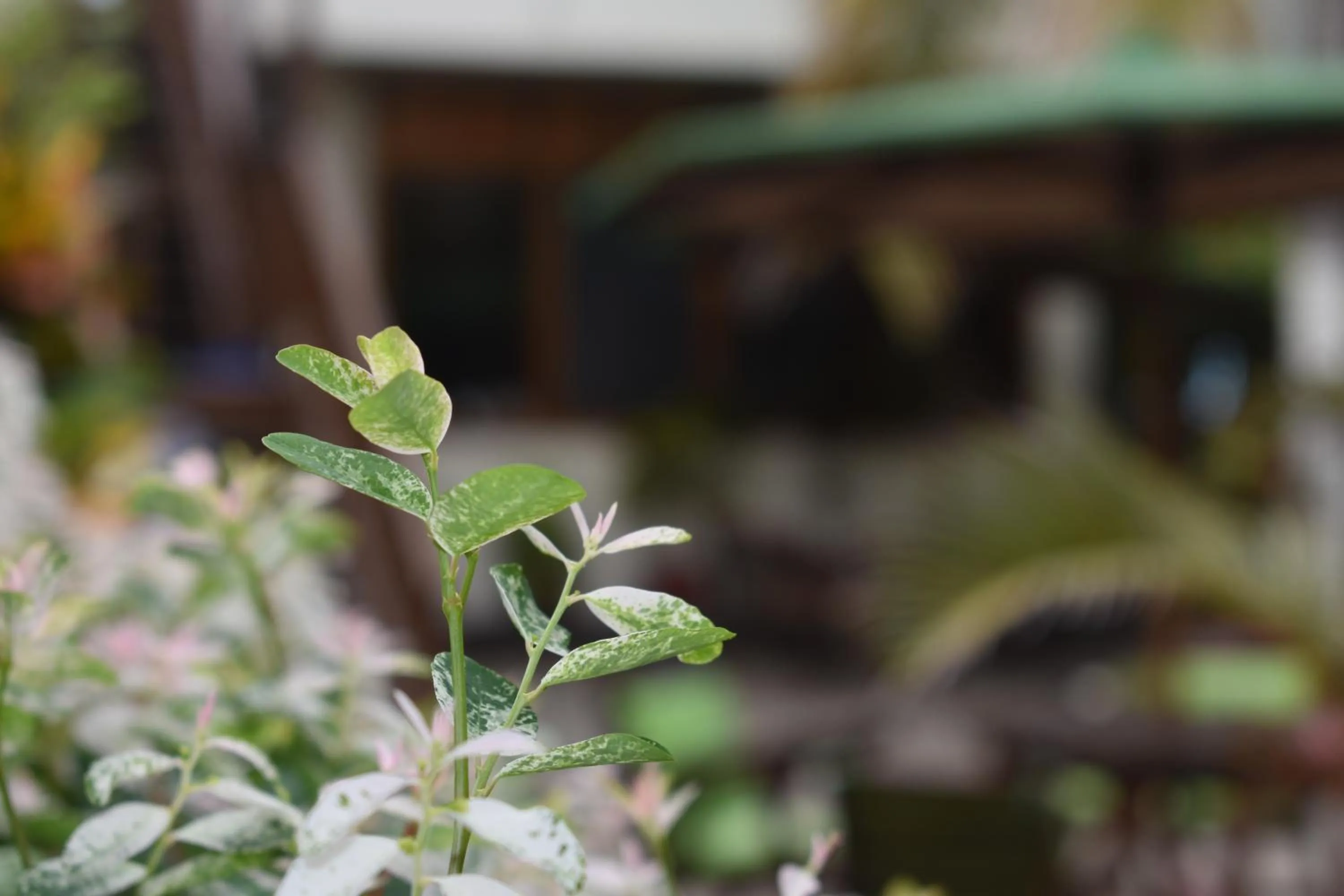 Patio in Hotel San Vicente Galapagos