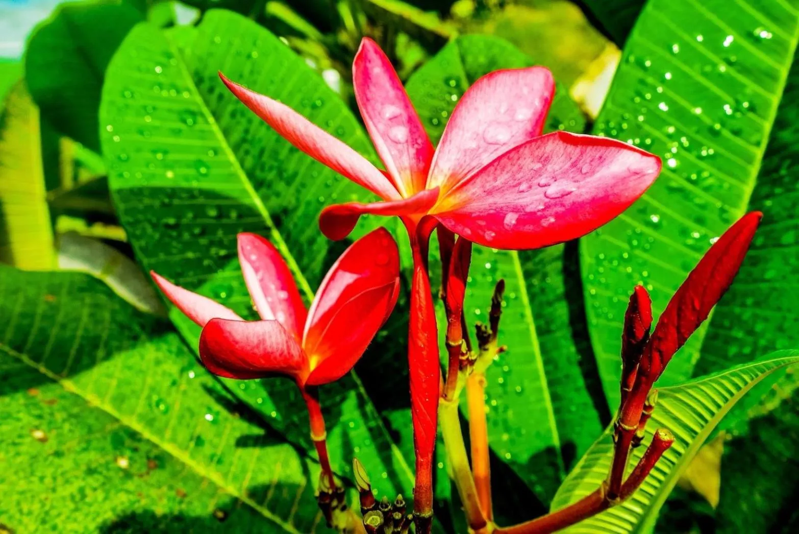 Decorative detail in Zama Resort Koh Phangan