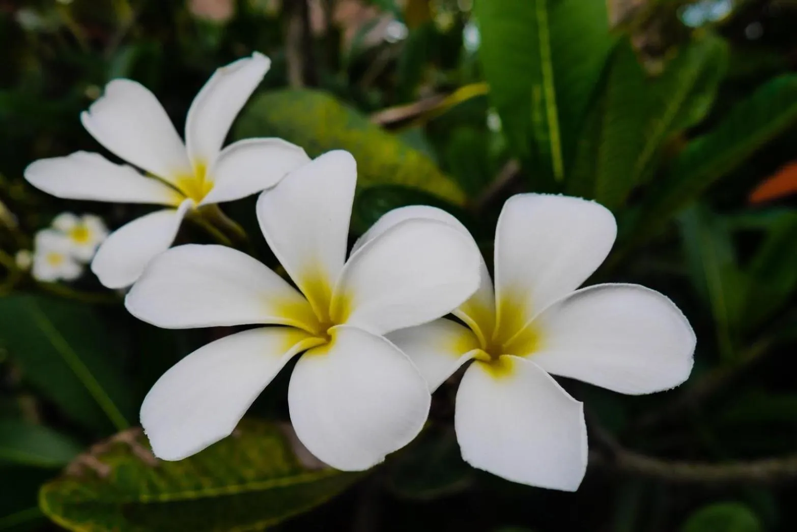 Garden in Zama Resort Koh Phangan