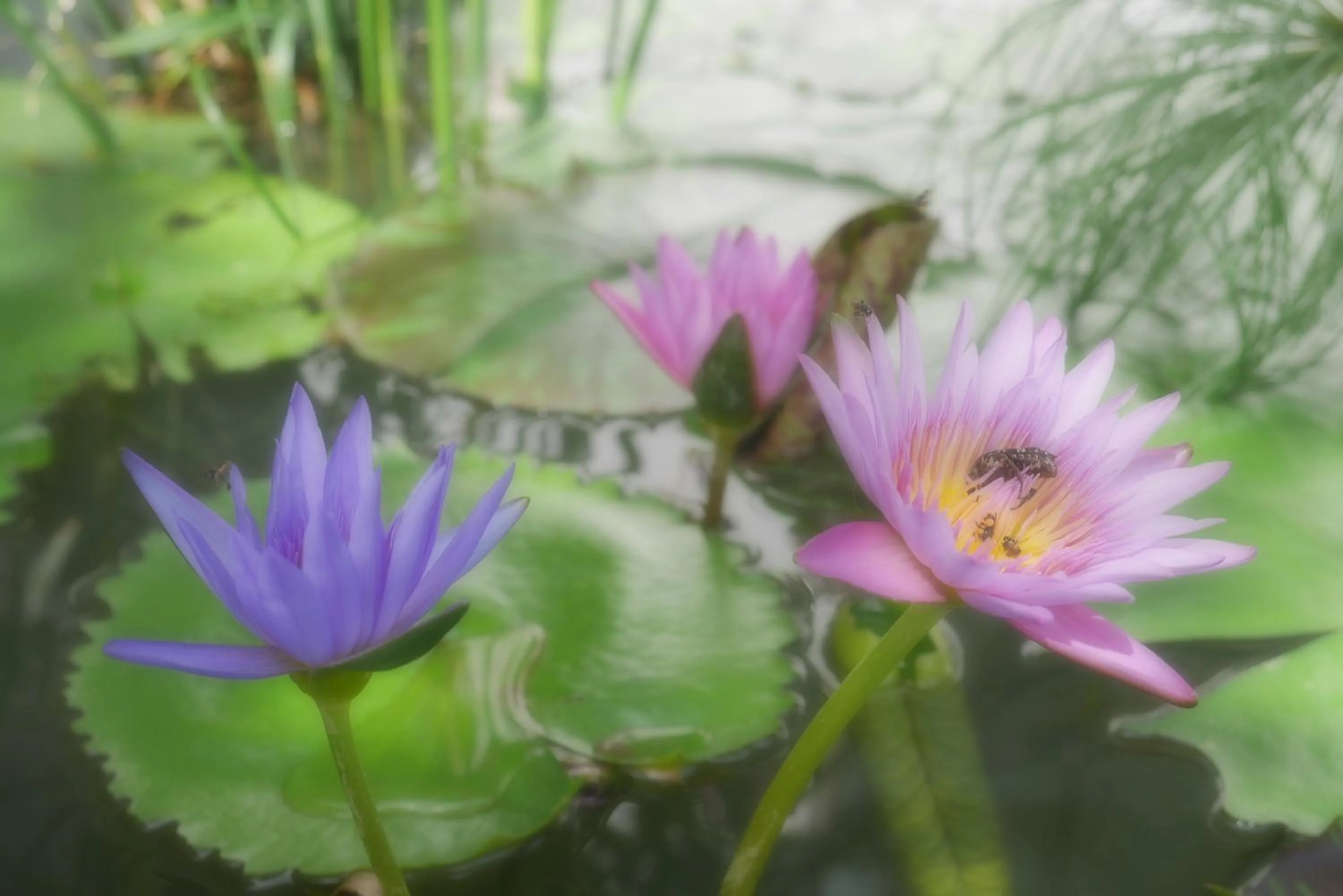 Facade/entrance in Zama Resort Koh Phangan