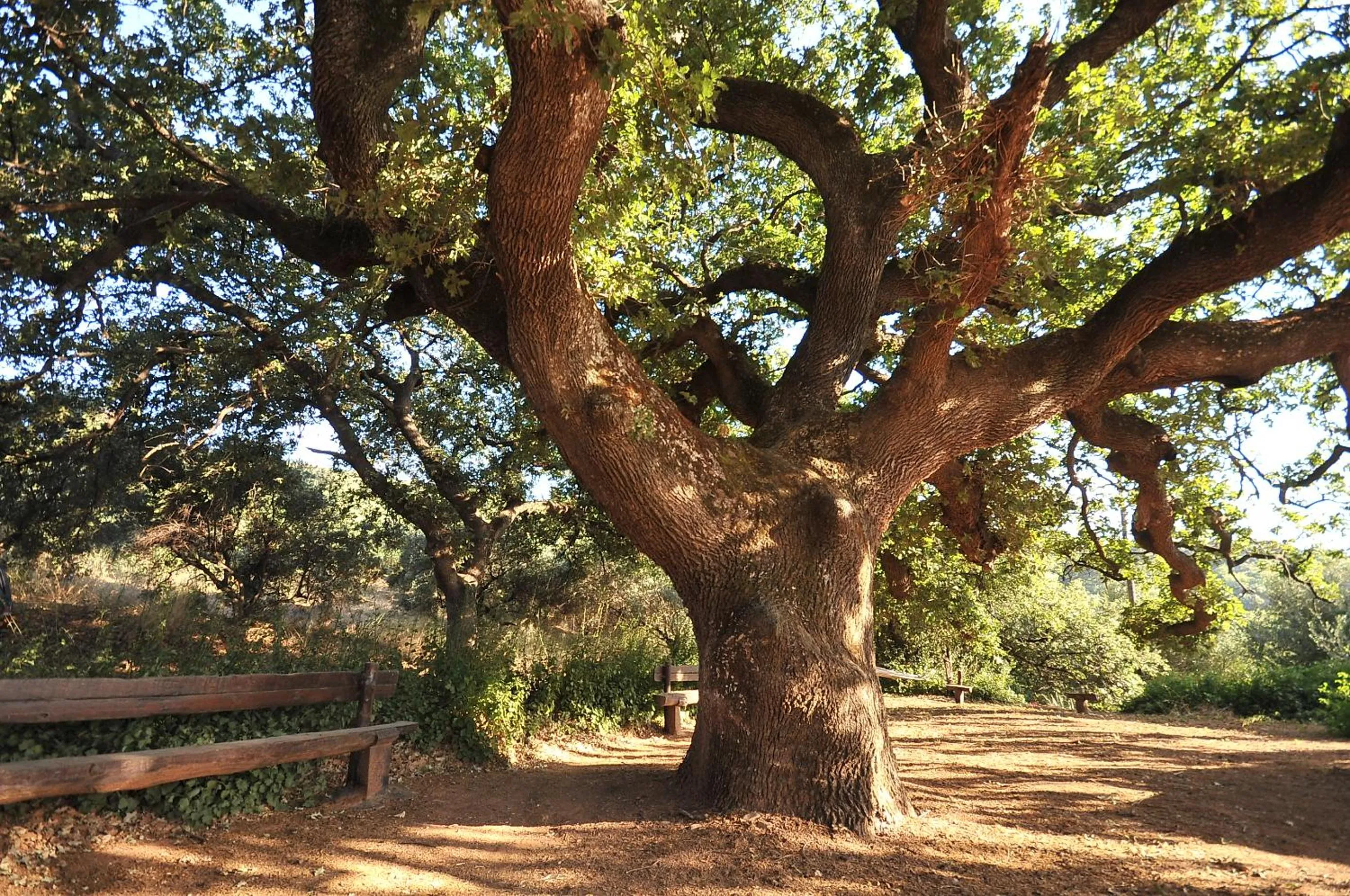 Garden view in Elia Hotel & Spa
