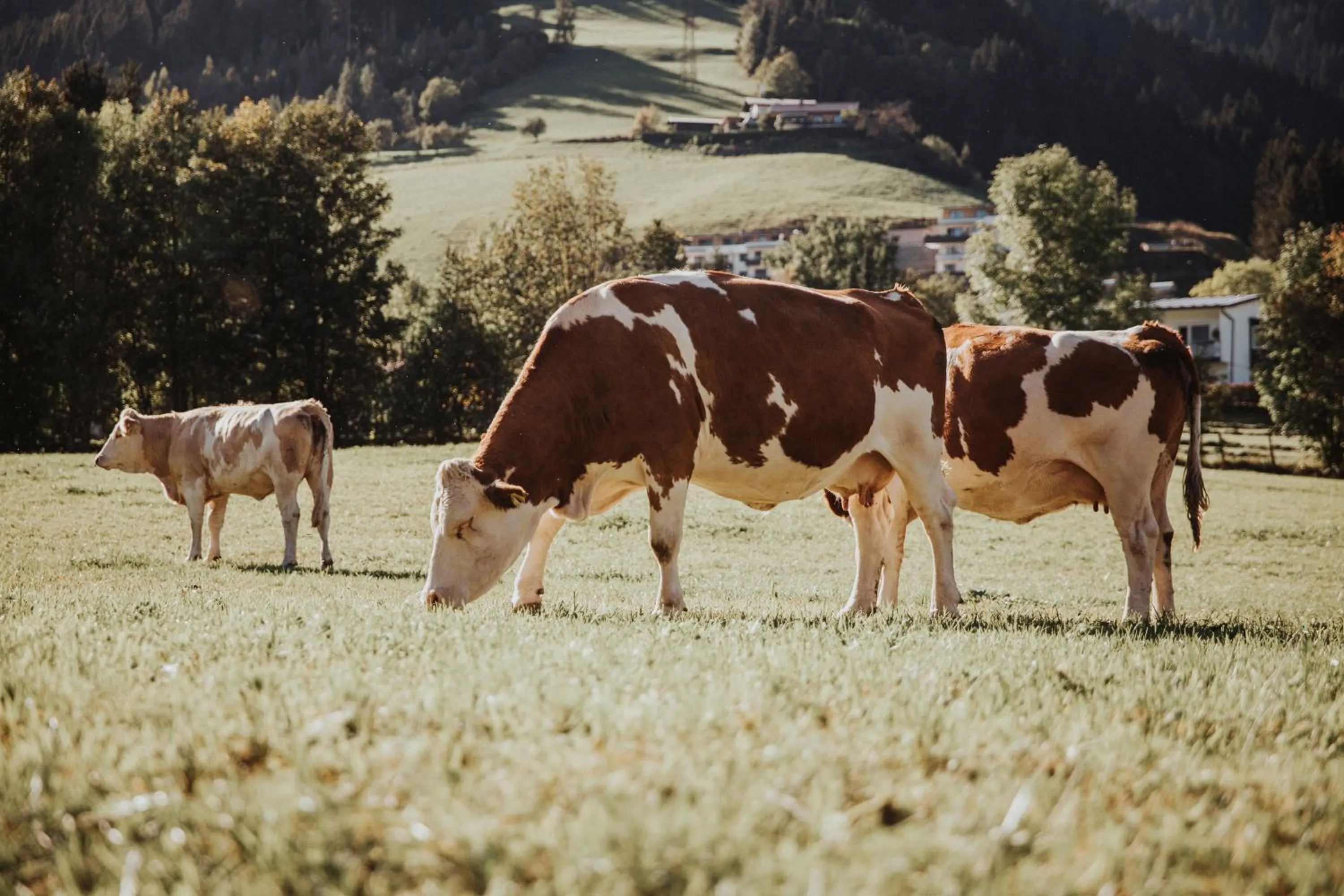 Animals in Appartements Wieshof