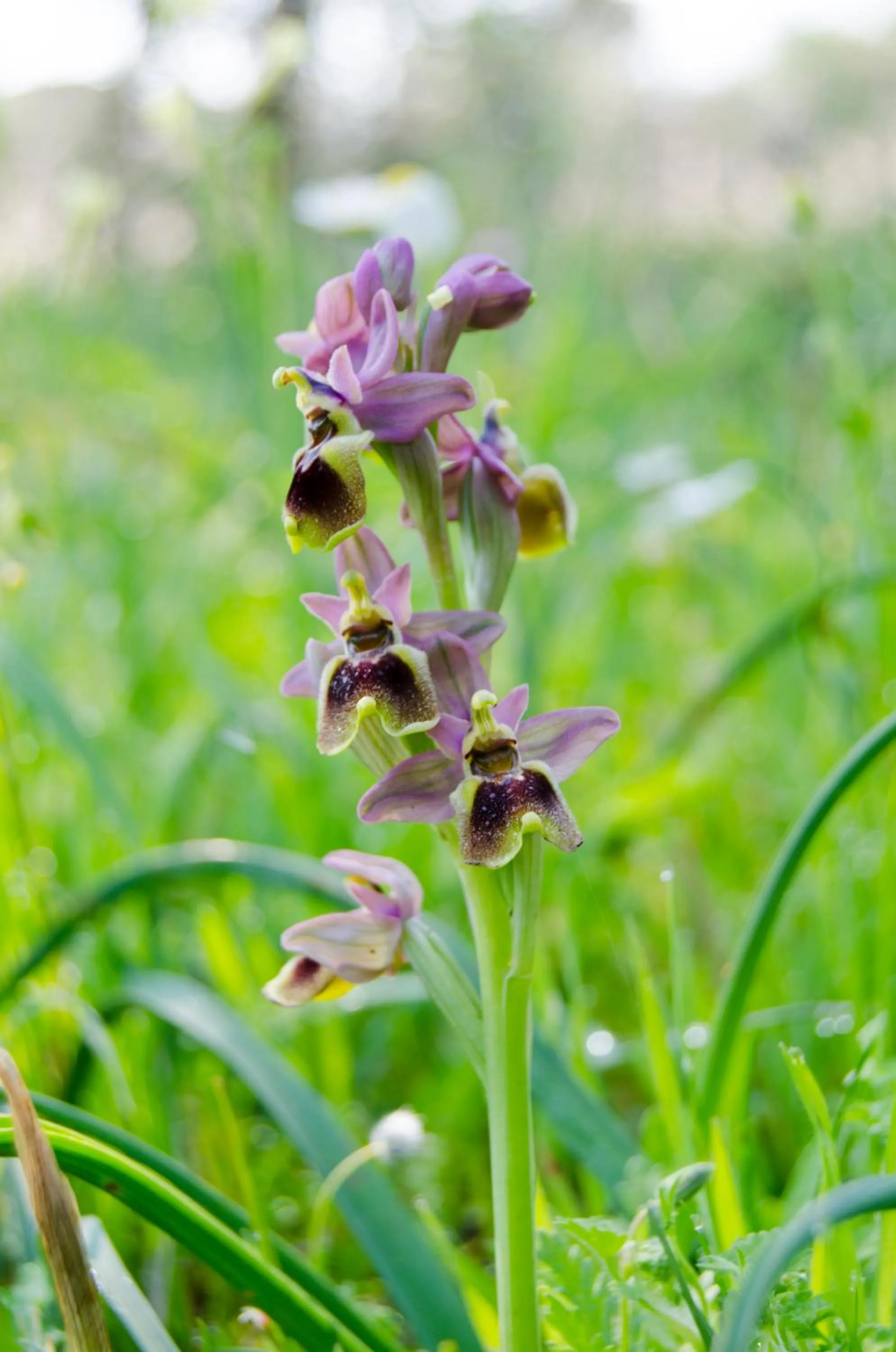 On site in Agora Pansiyon