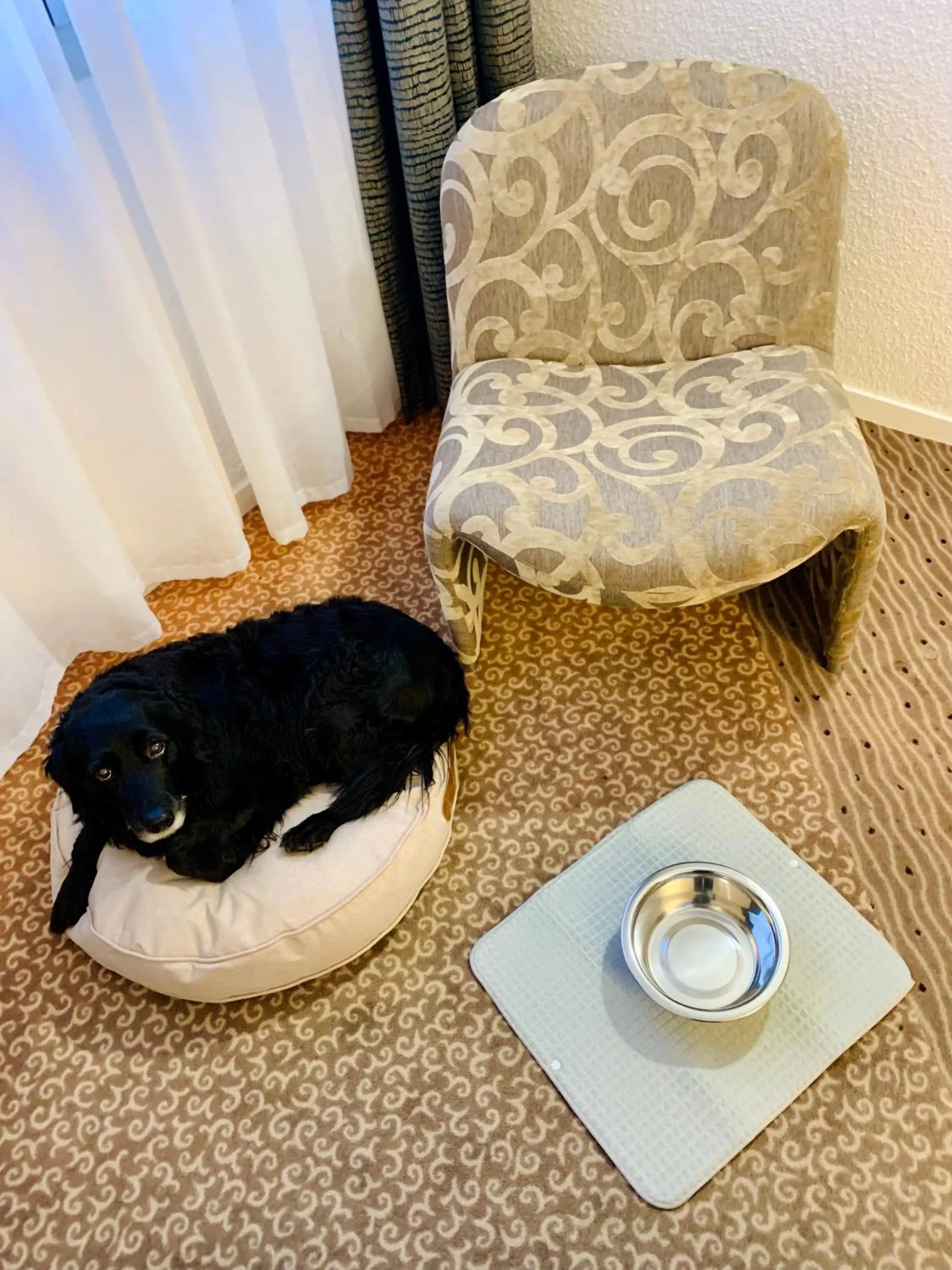 Pets in Hotel Chantereyne