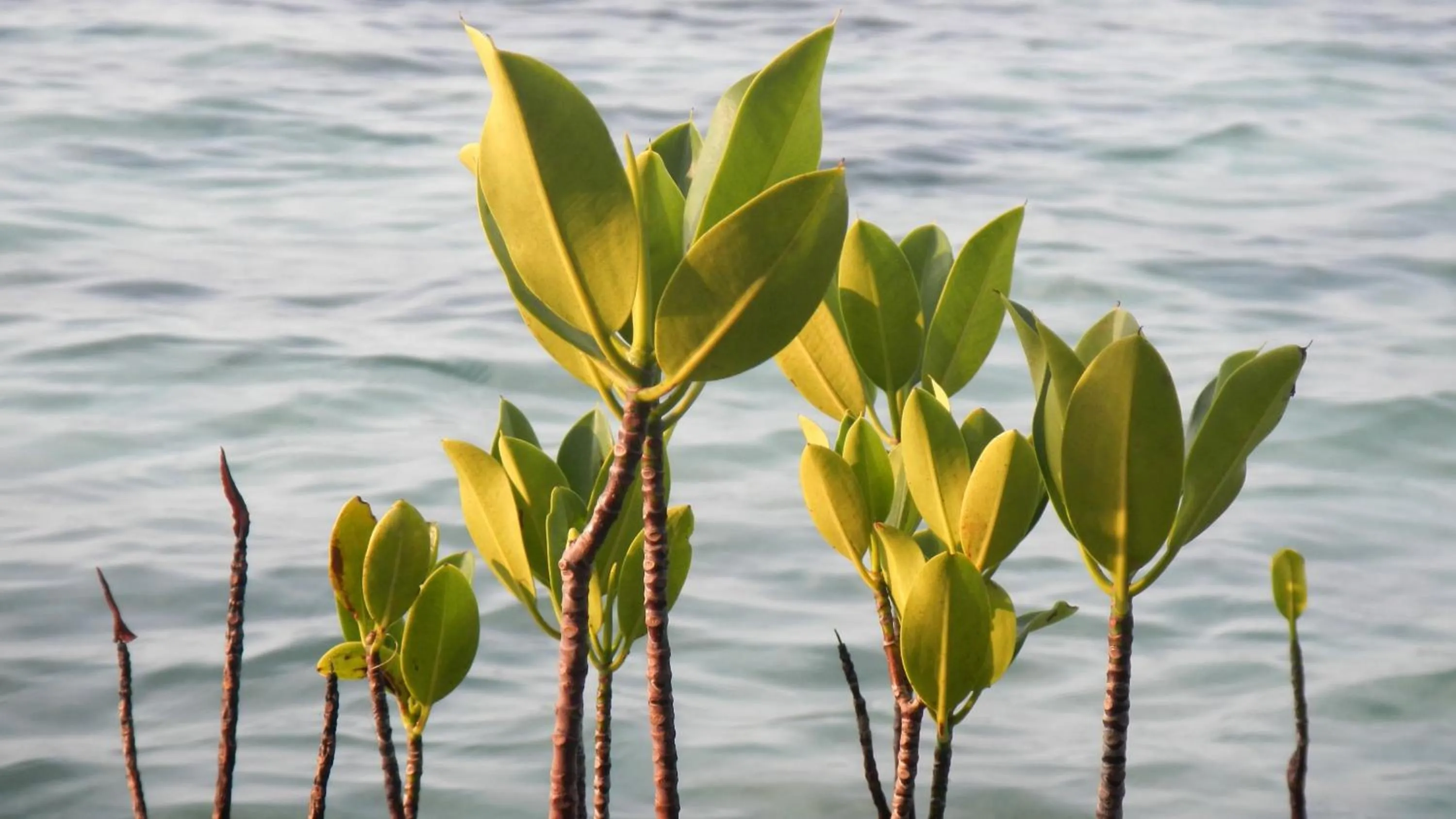 Other in Mandarin Oriental, Jakarta