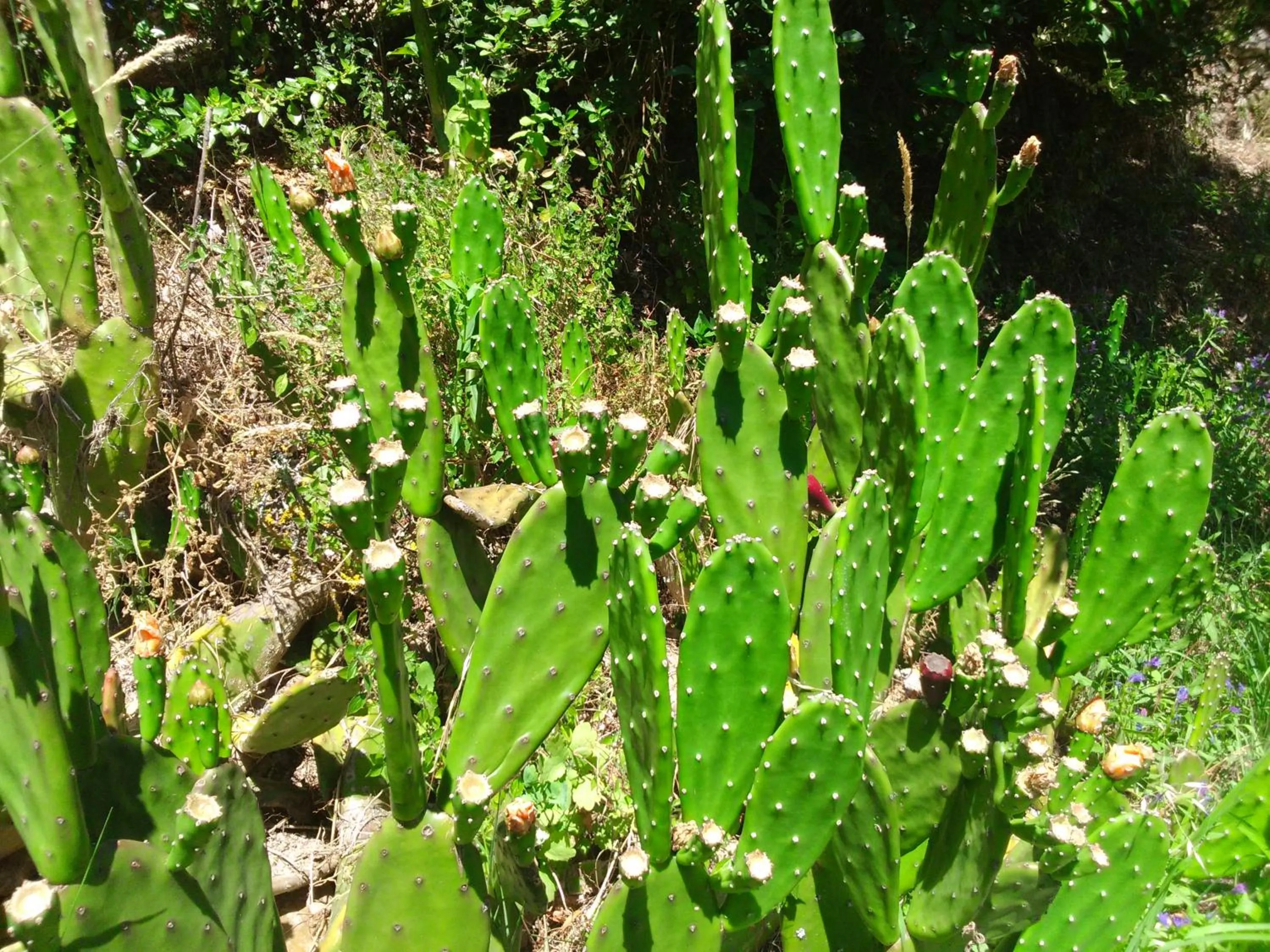 Garden in Quinta Do Crestelo Aparthotel