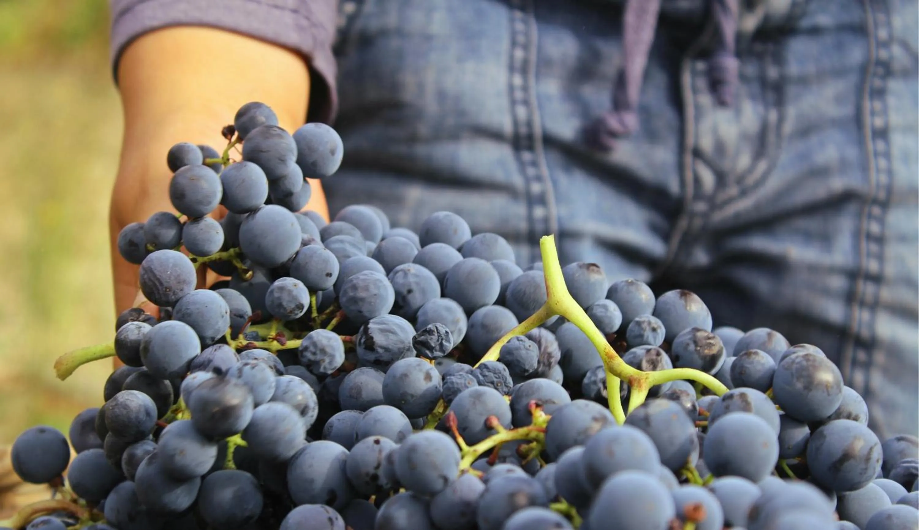 Food in Quinta Do Crestelo Aparthotel