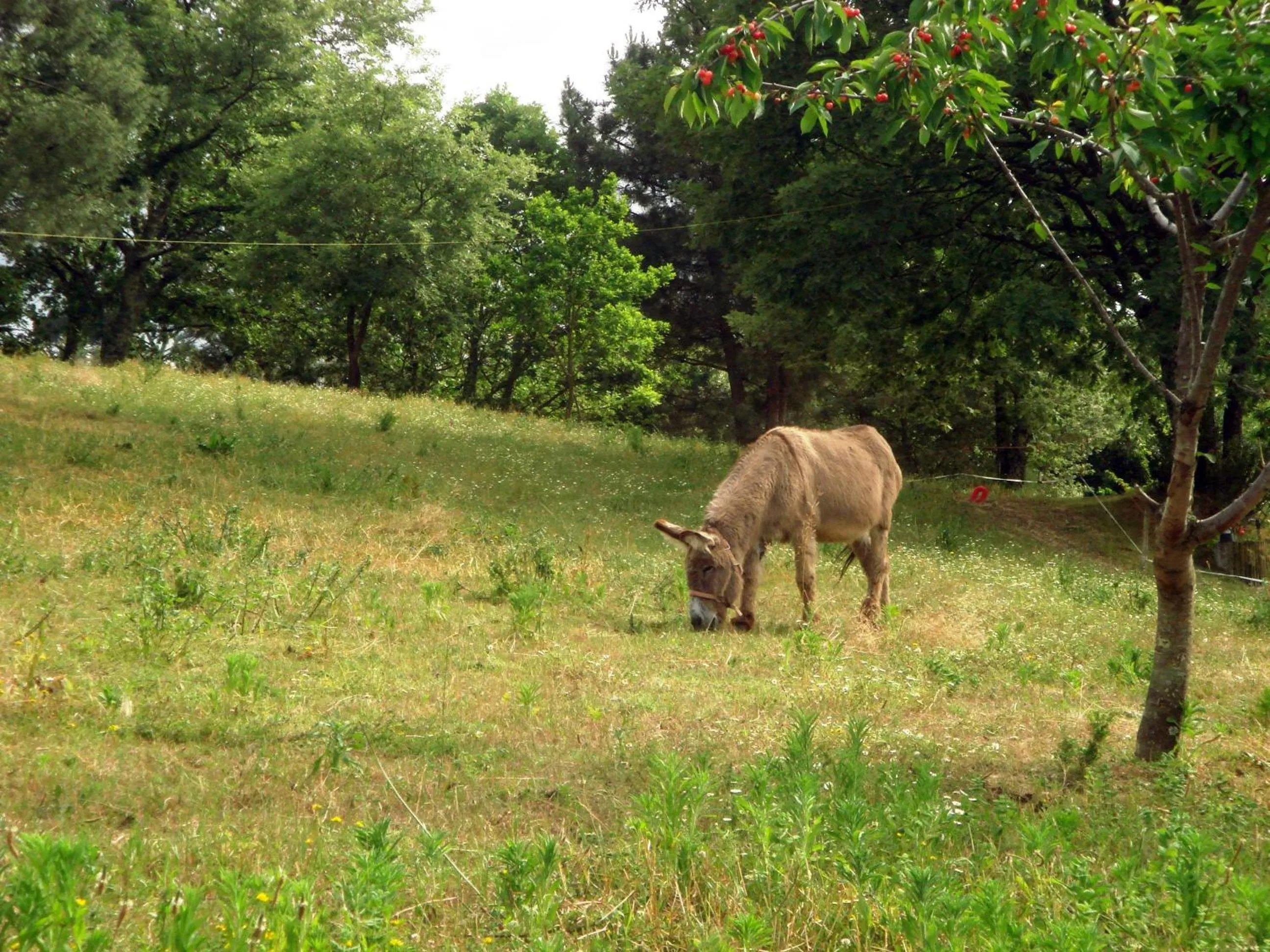 Area and facilities in Quinta Do Crestelo Aparthotel