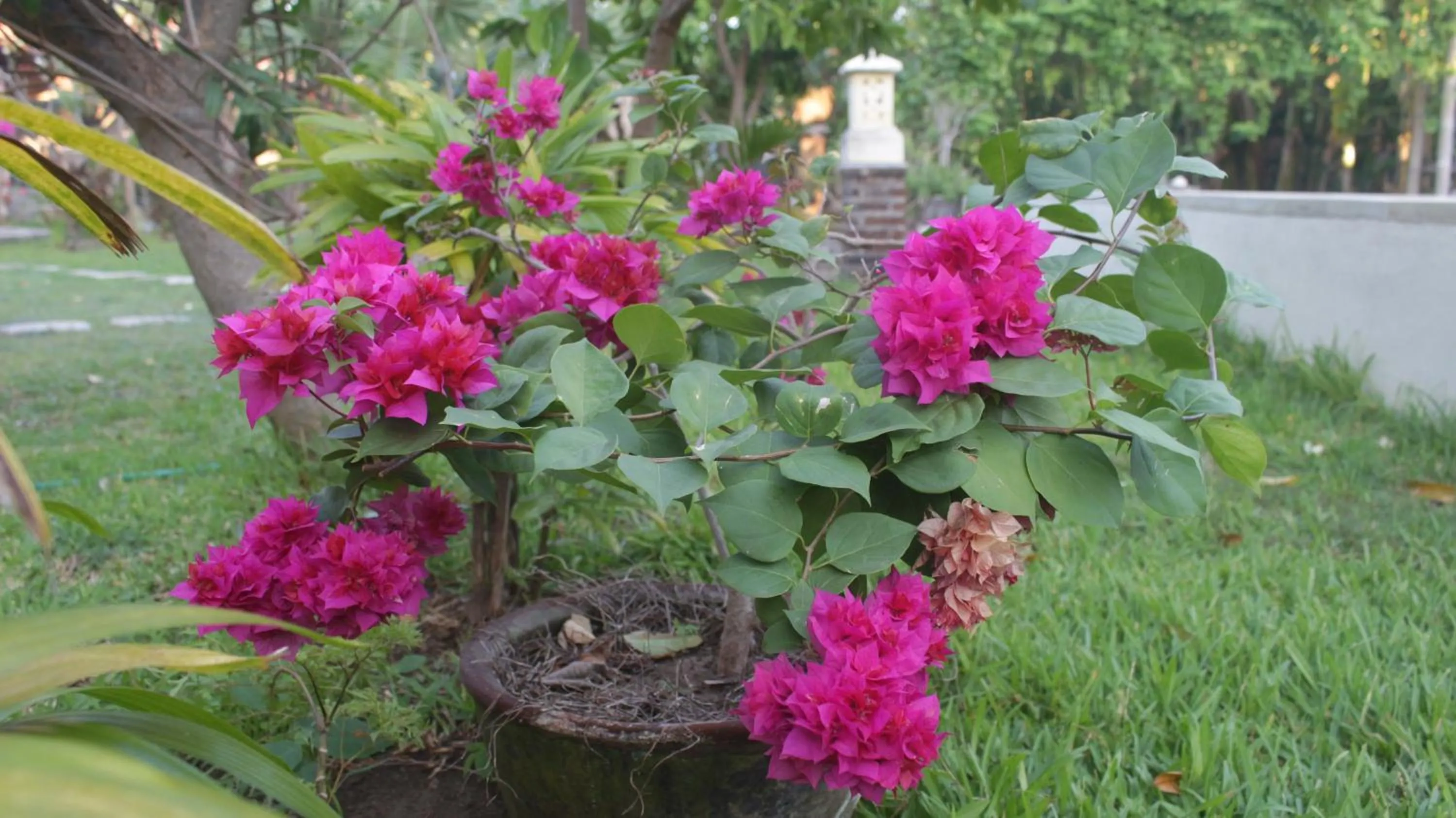 TEGAL SARI, Pemuteran- North Bali