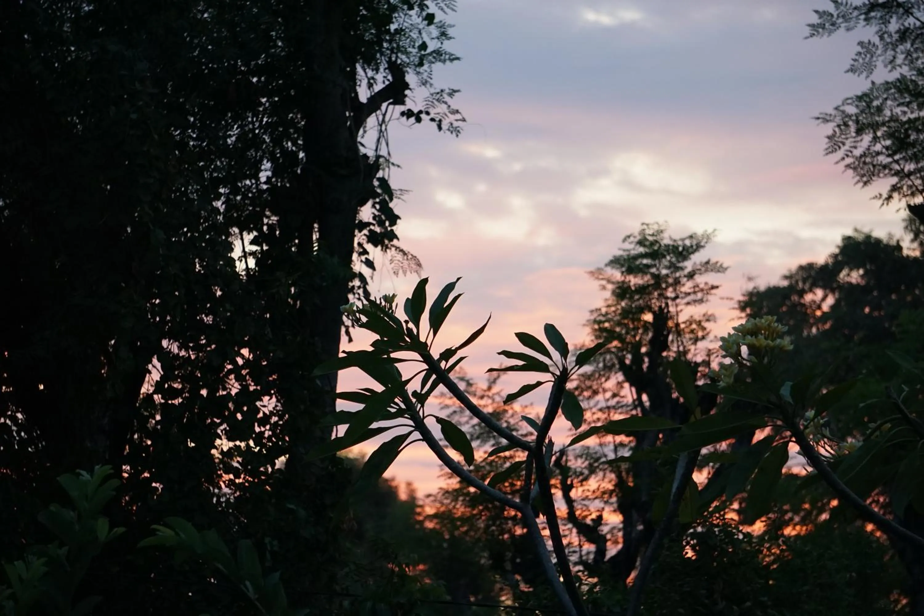 Garden in TEGAL SARI, Pemuteran- North Bali