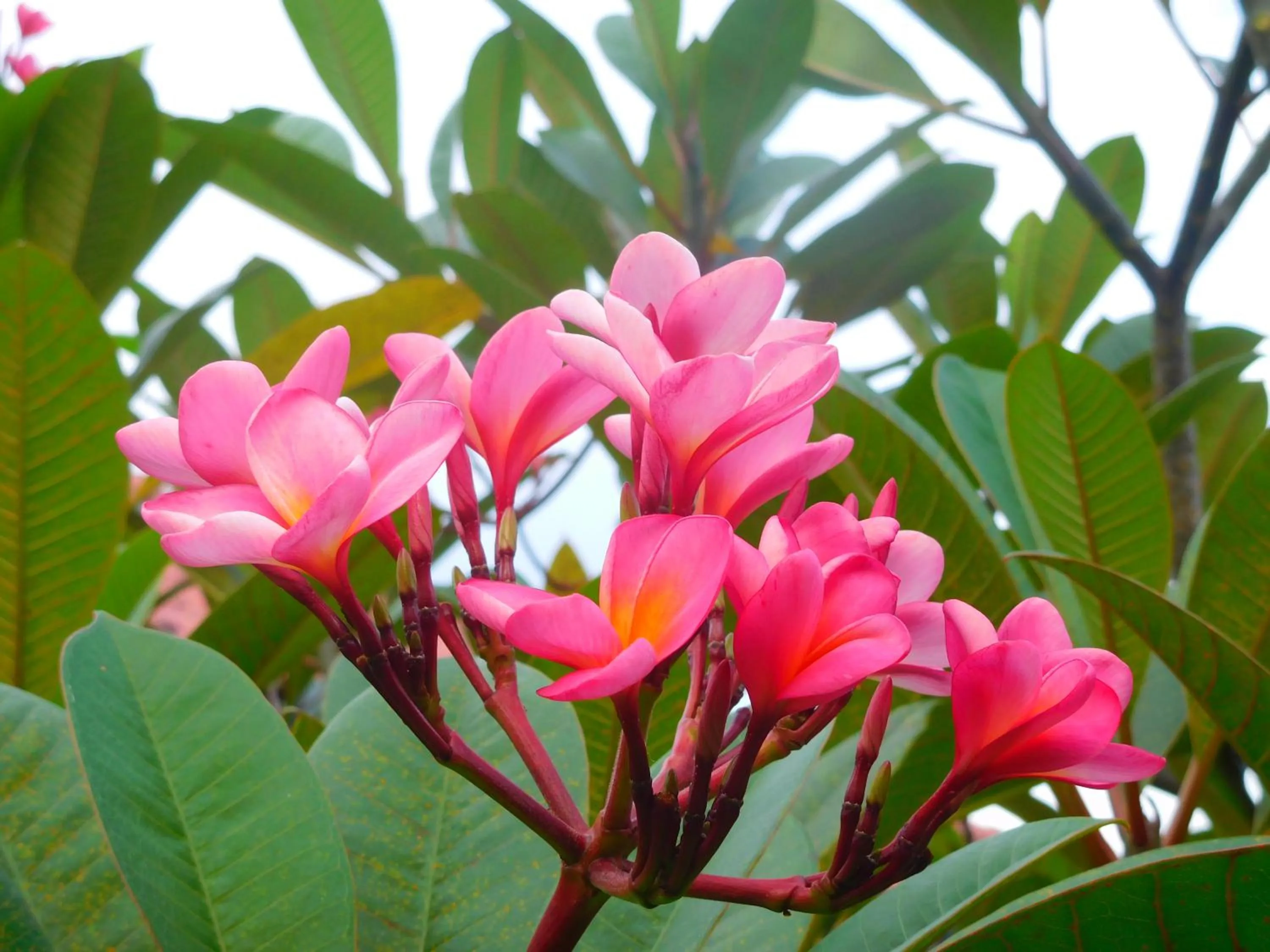 Garden in TEGAL SARI, Pemuteran- North Bali