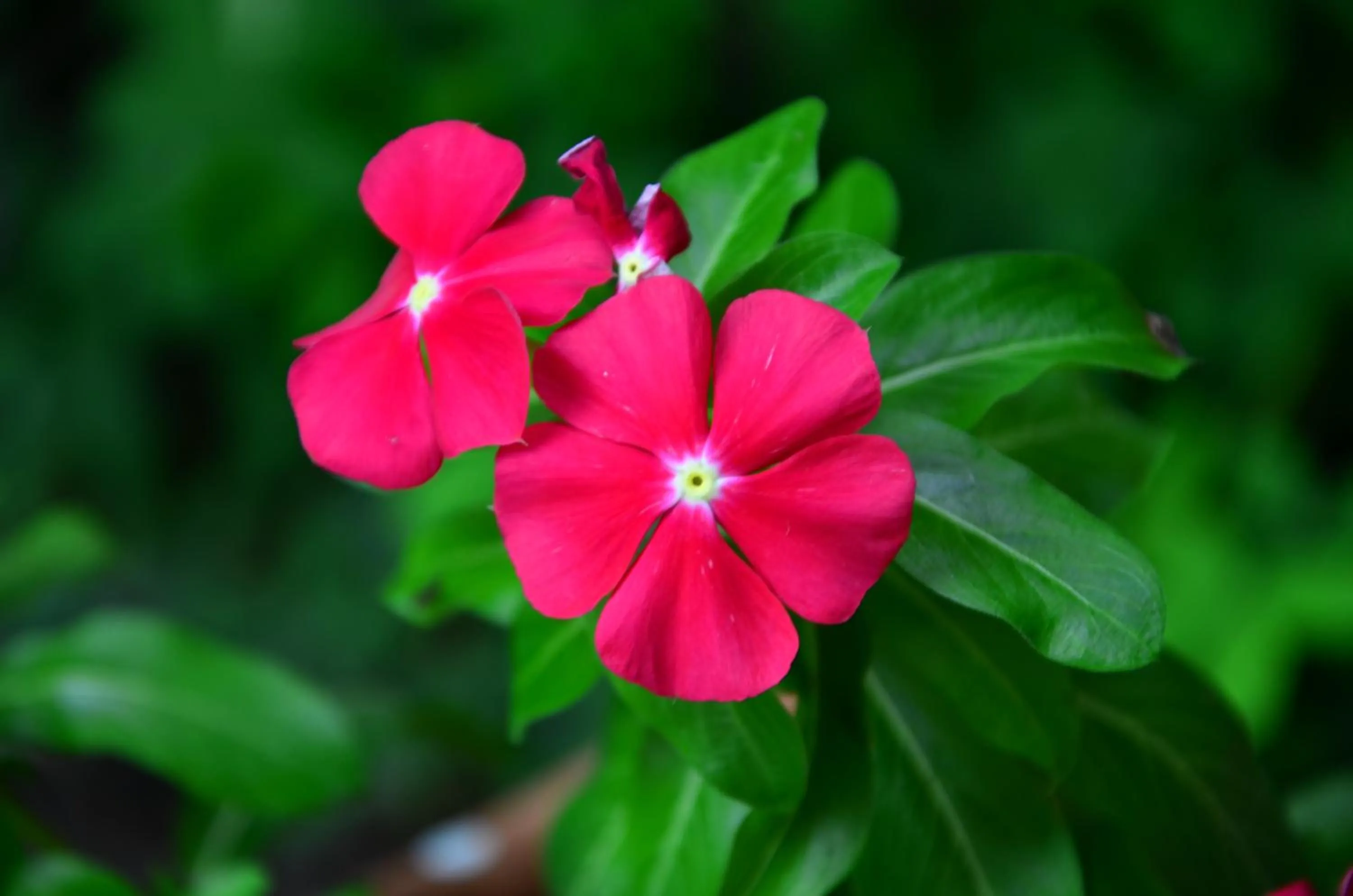 Garden in Pousada L'essence