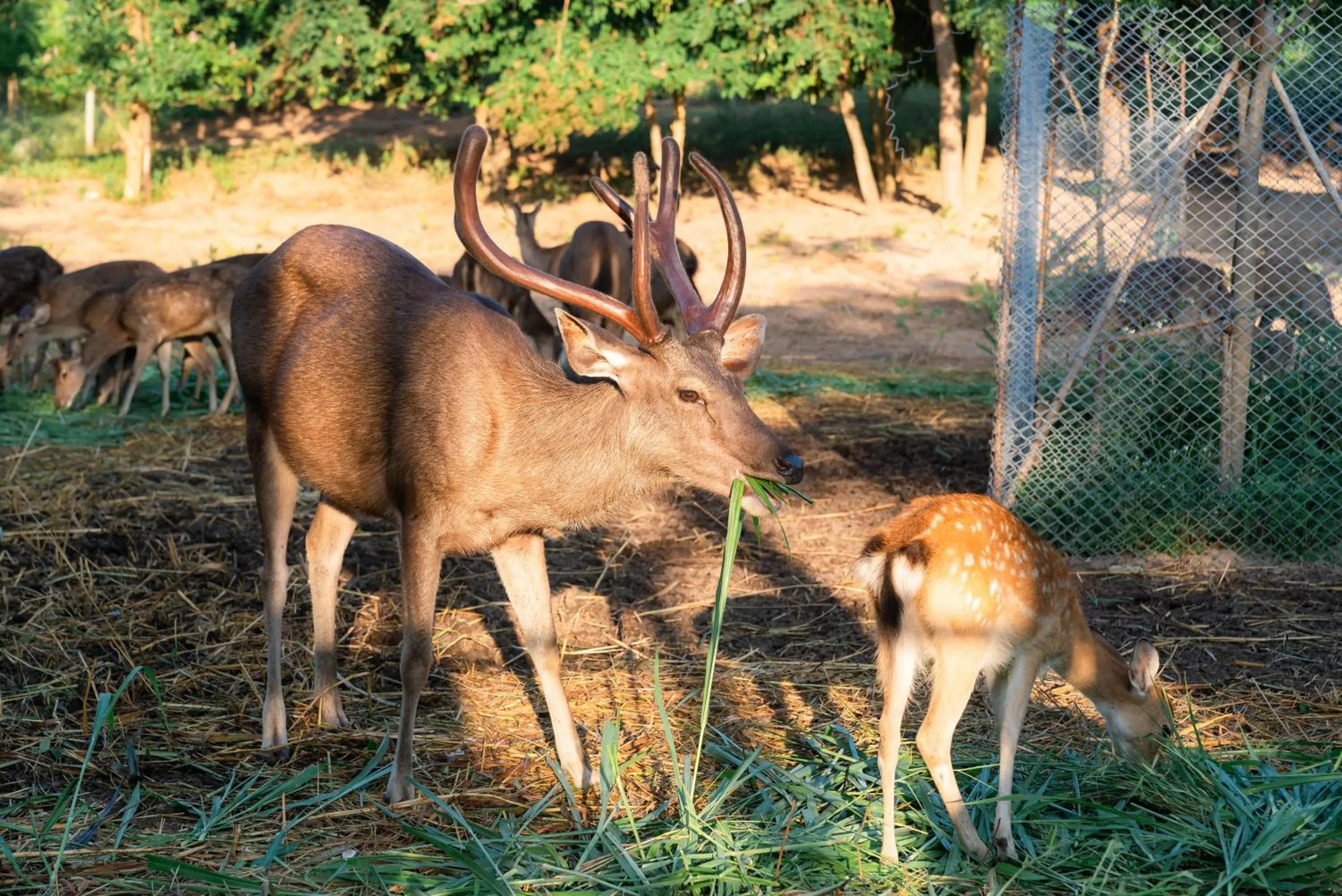 Pets in Sirarun Resort