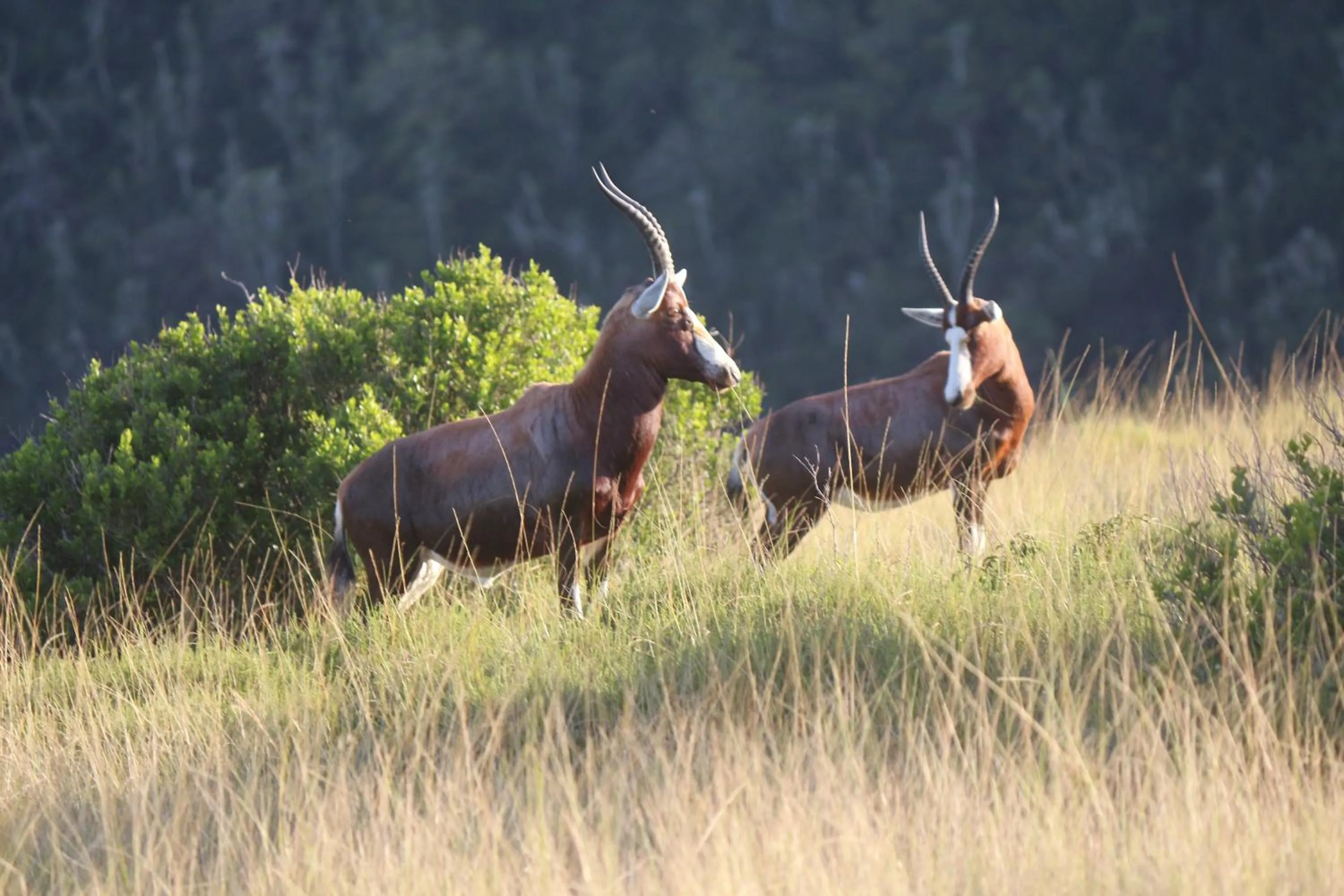 Animals in Areena Riverside Resort