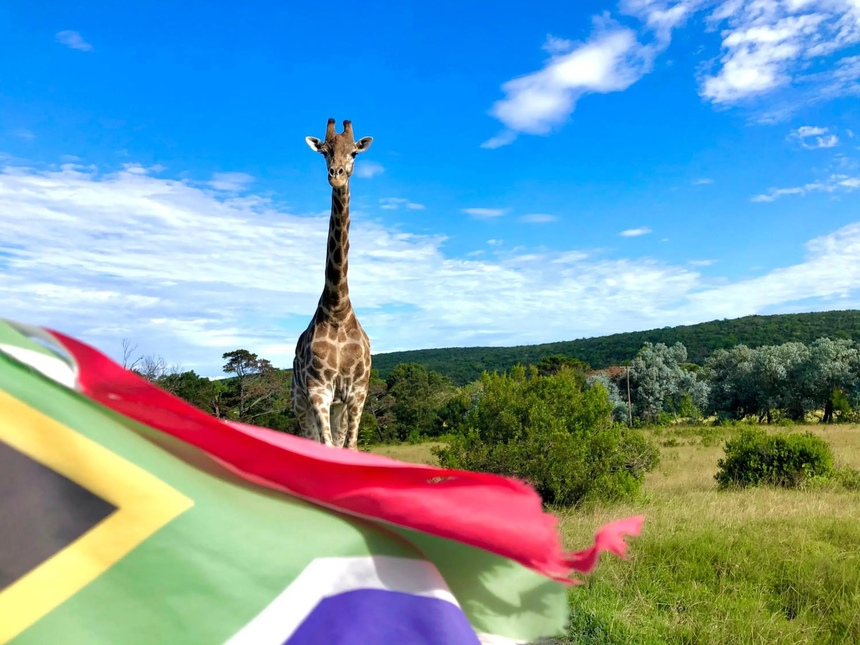 Animals in Areena Riverside Resort