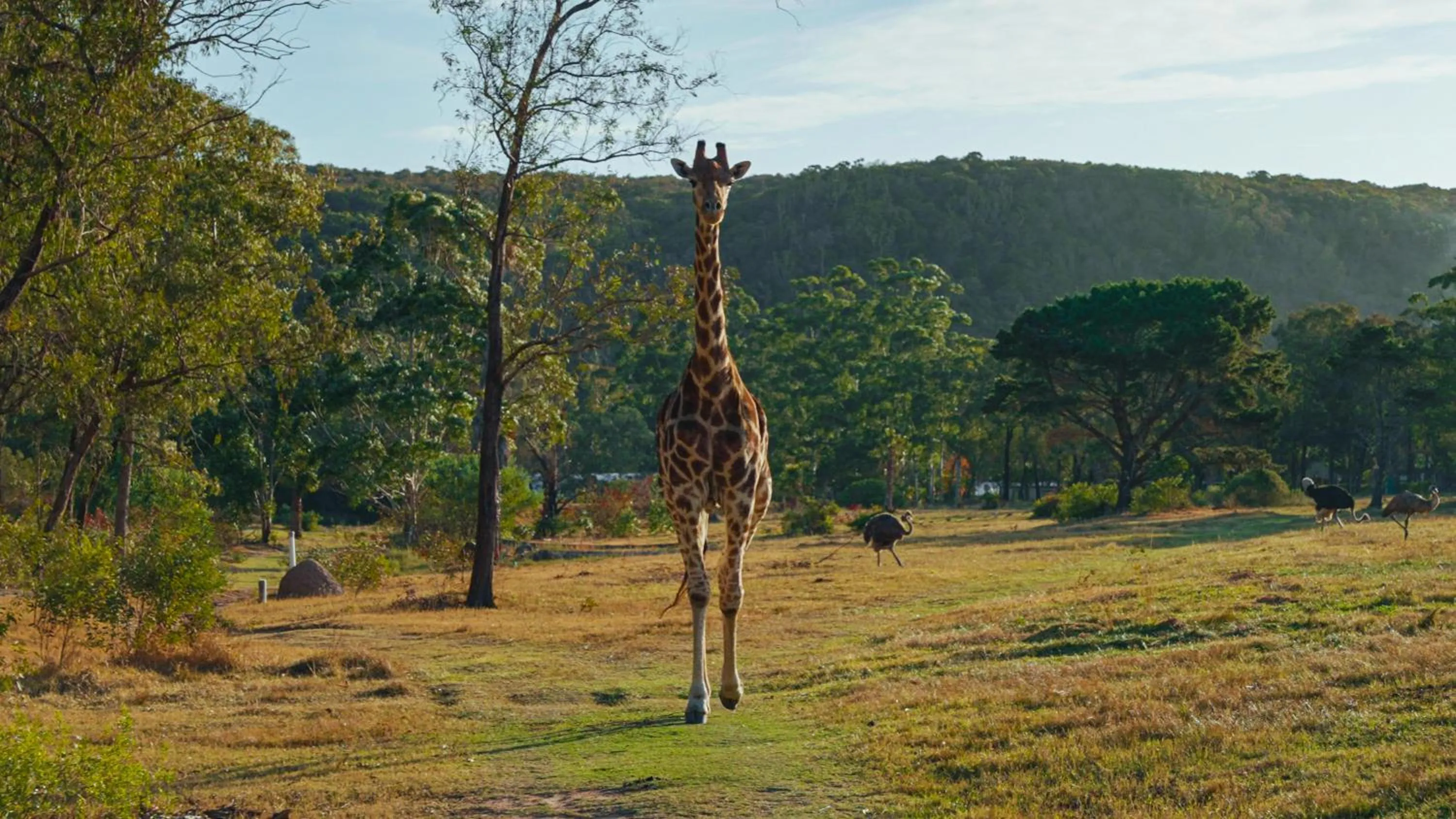 Animals in Areena Riverside Resort