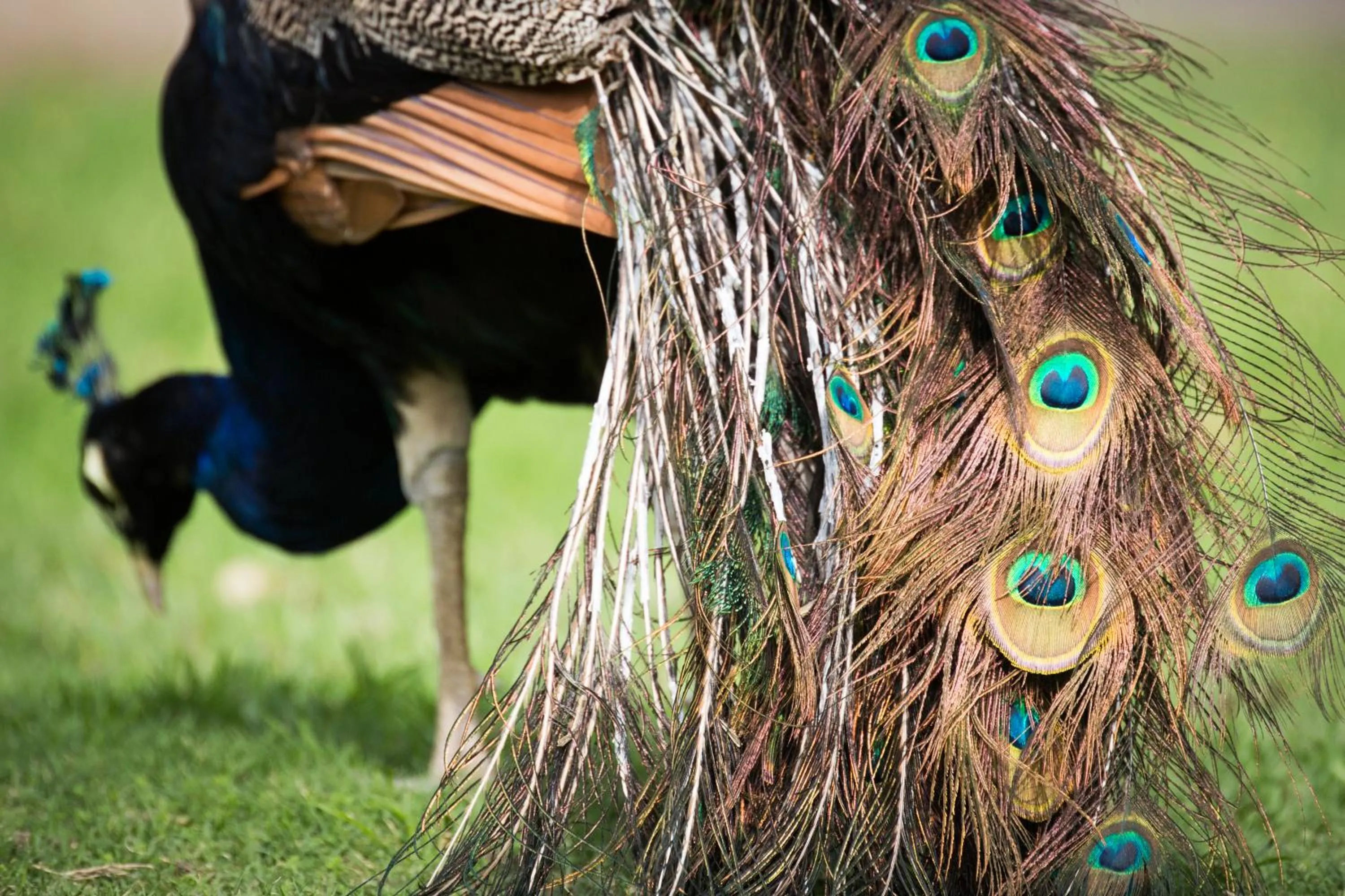 Animals in Areena Riverside Resort