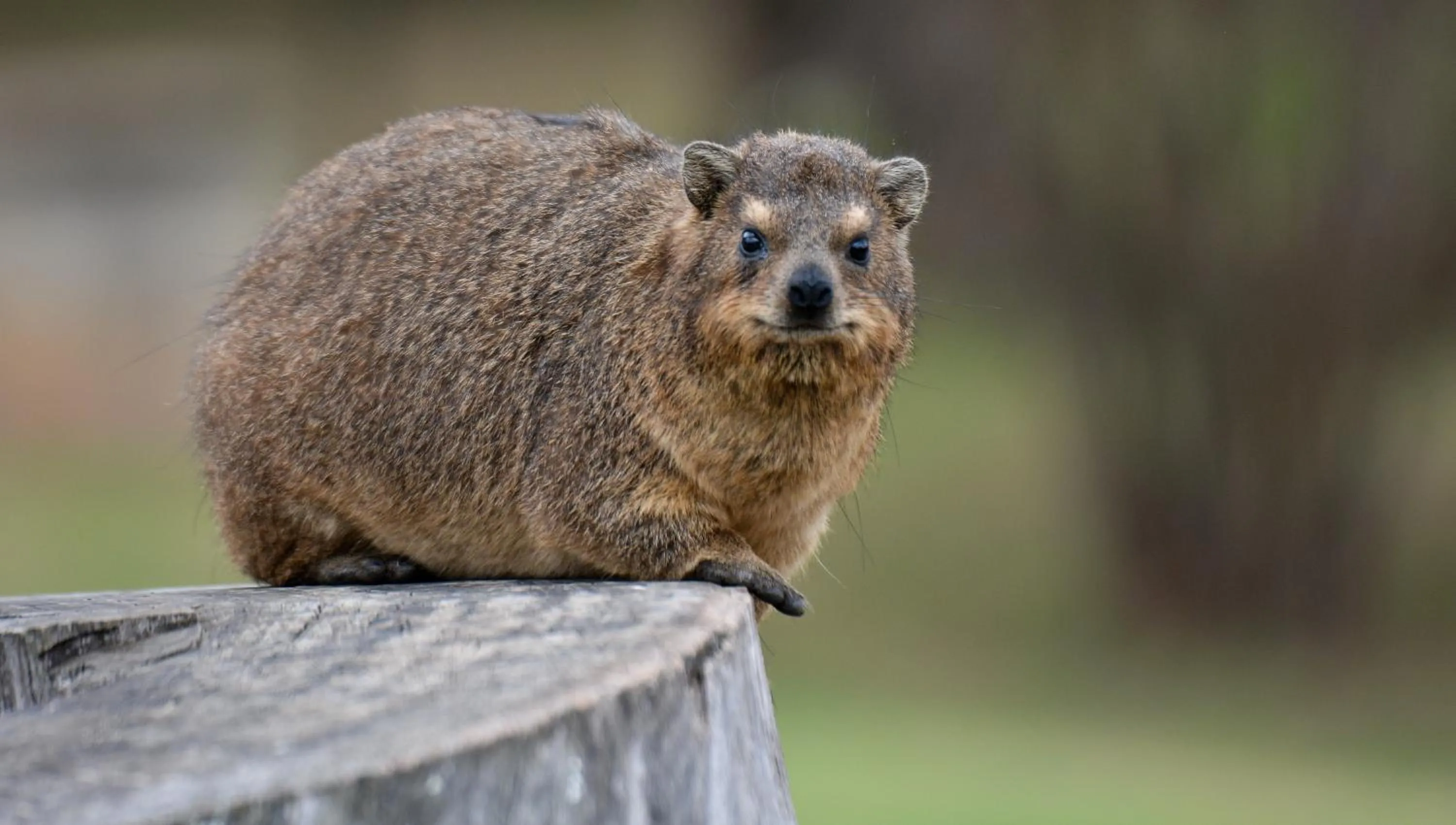 Animals in Gooderson Natal Spa Hot Springs Resort