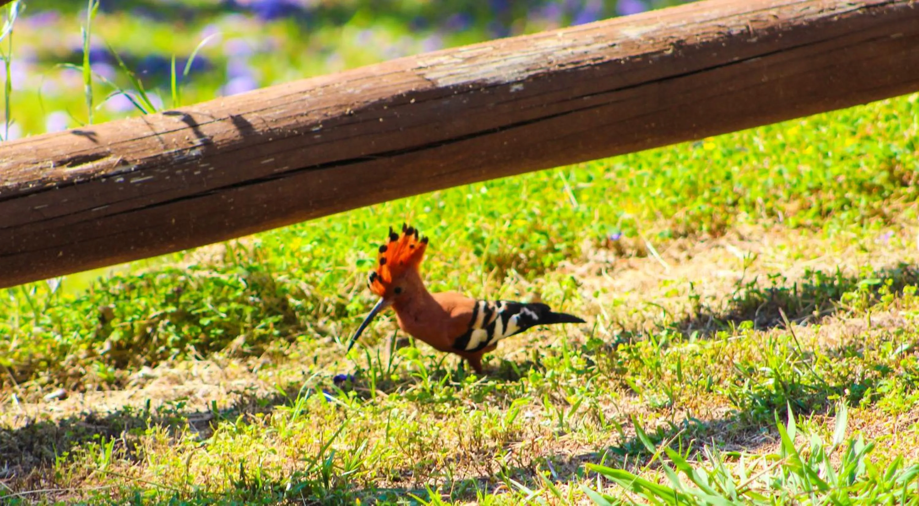 Activities in Gooderson Natal Spa Hot Springs Resort