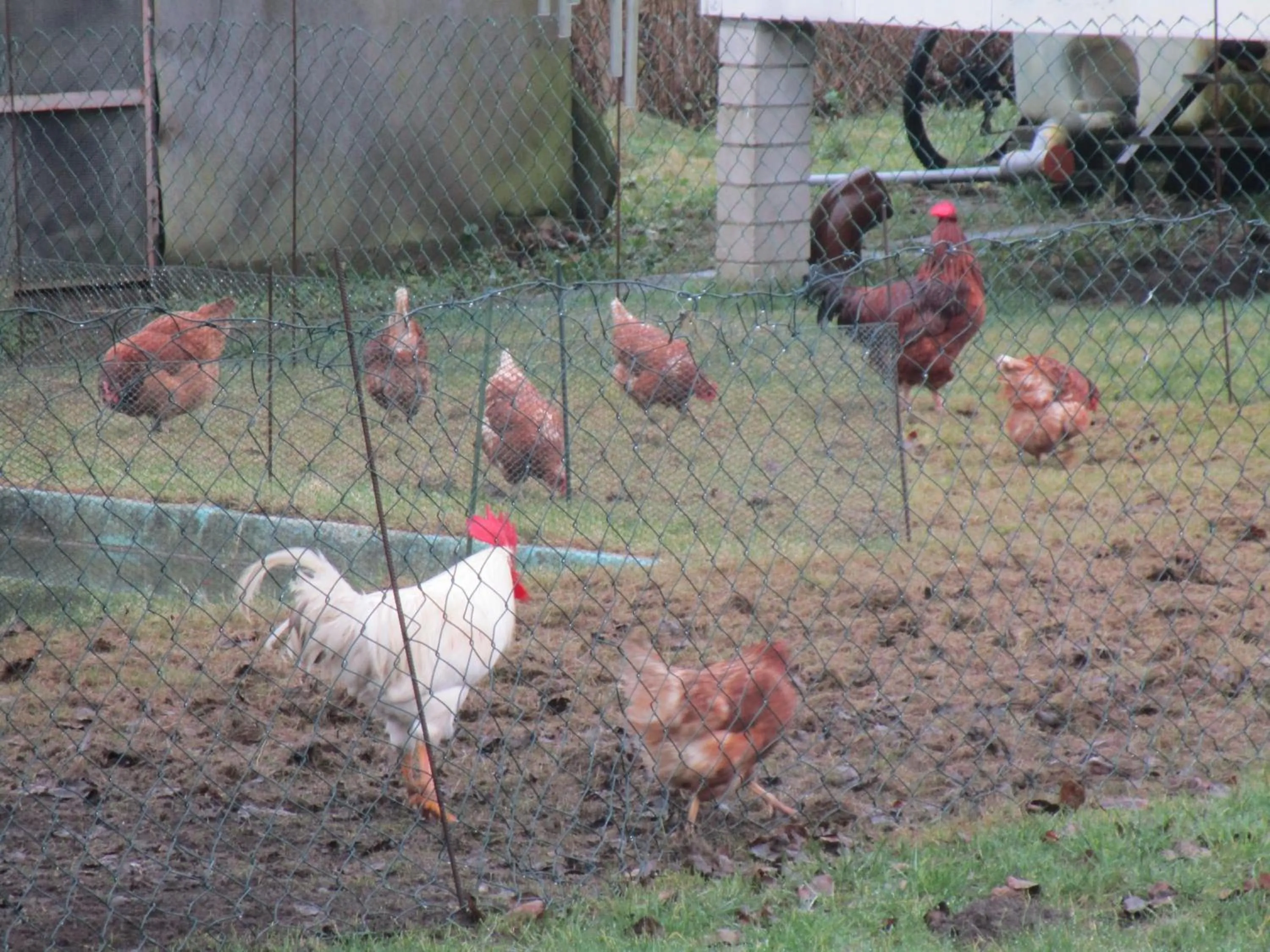 Animals in Landhaus Hammoor Stieper Gastronomie GmbH