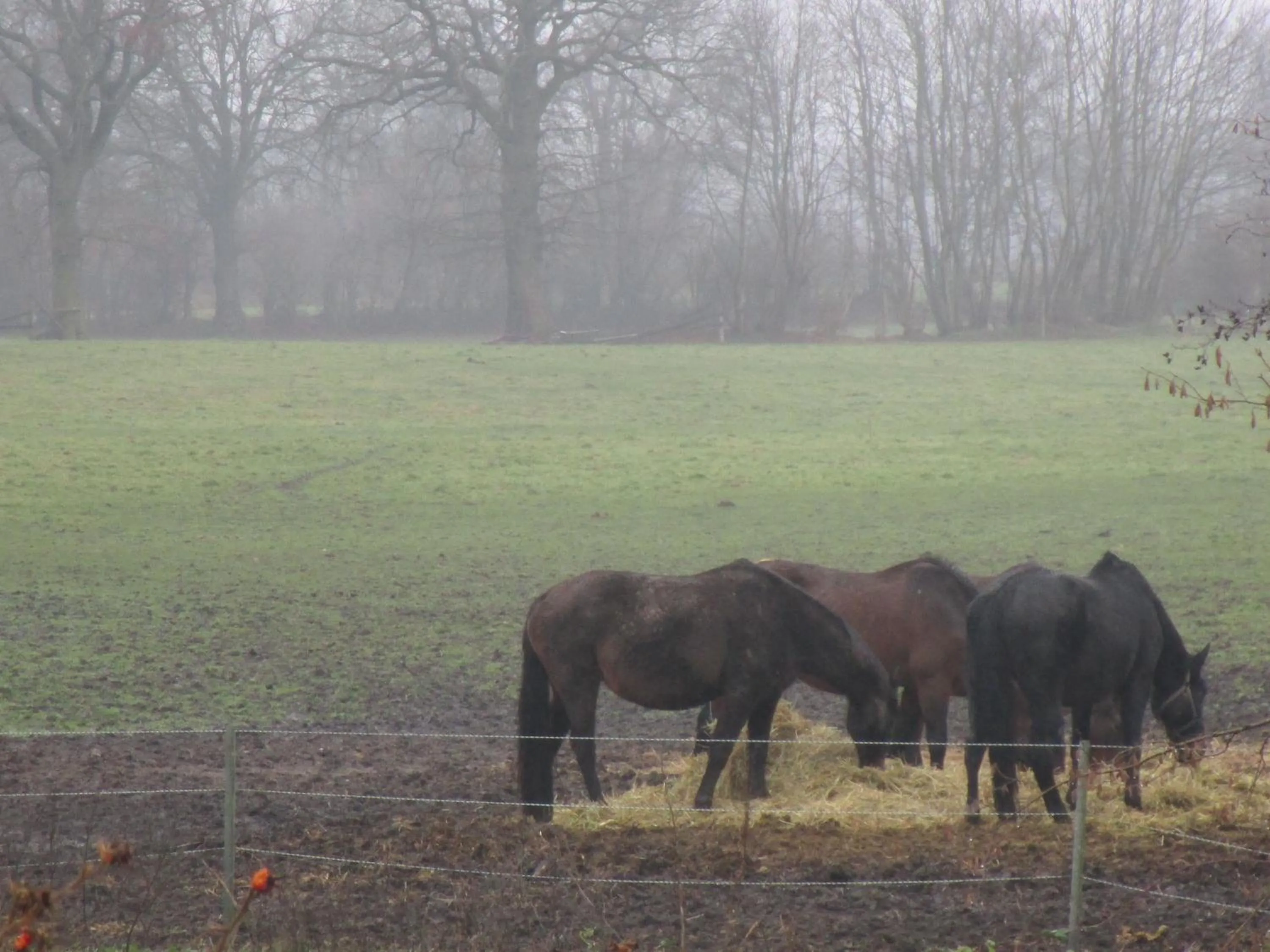 View (from property/room) in Landhaus Hammoor Stieper Gastronomie GmbH
