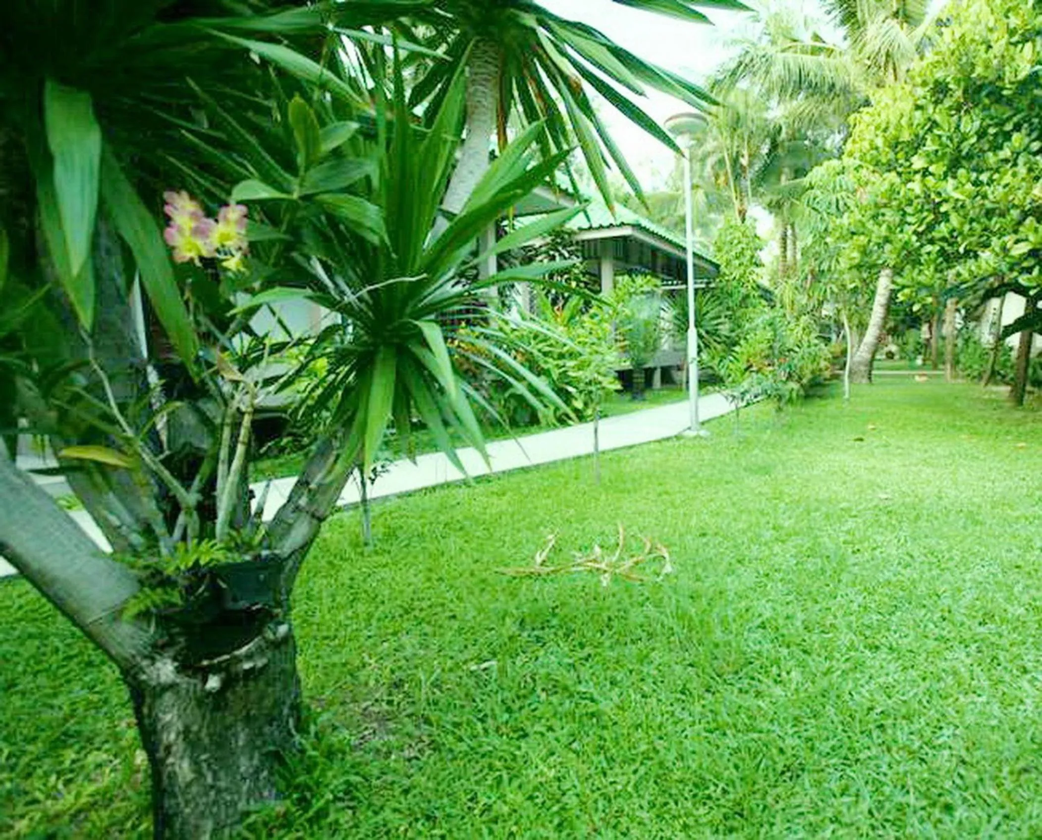 Garden in Lamai Inn 99 Bungalows