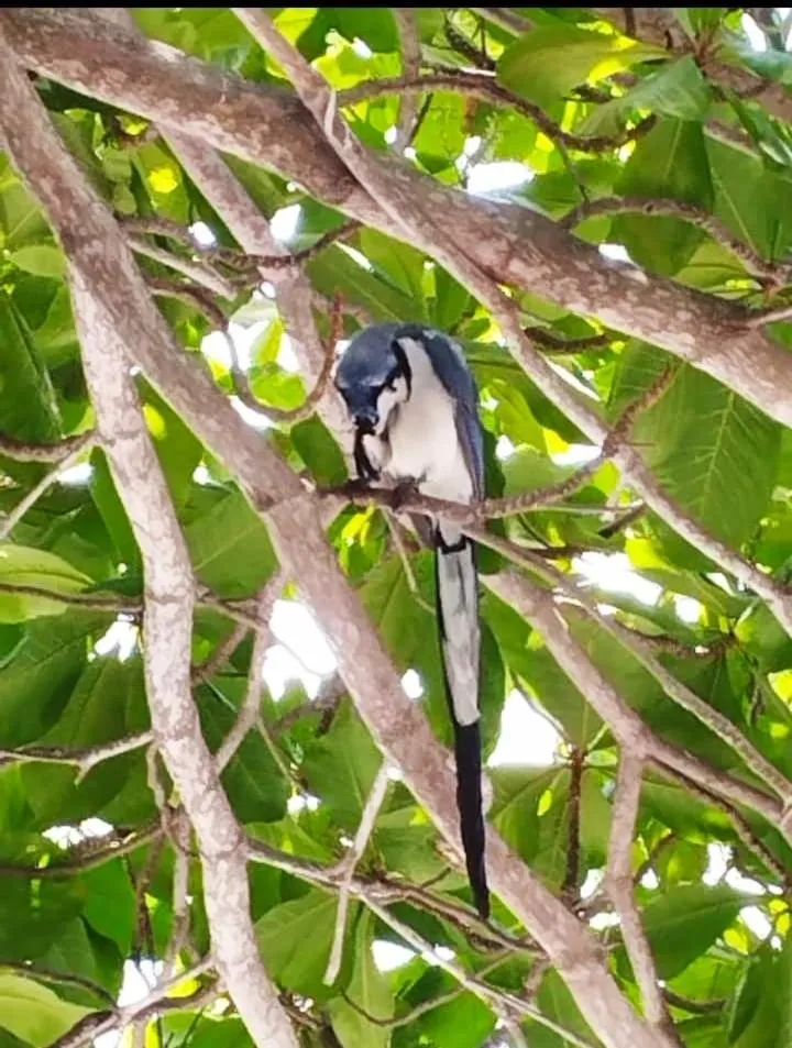 Animals in Yuu-Lee Casa Bendita Huatulco