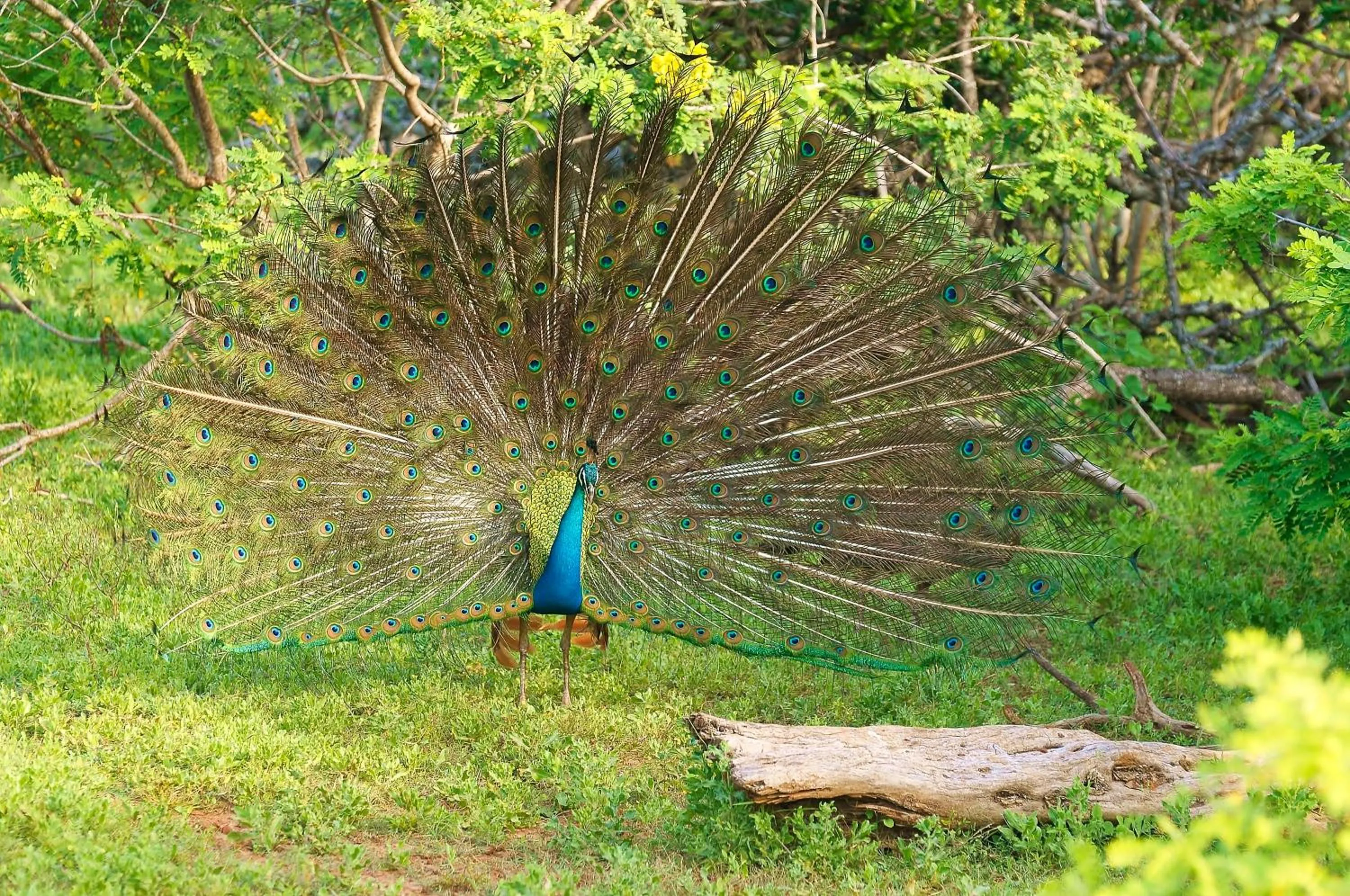 Animals in Hotel Elephant Reach