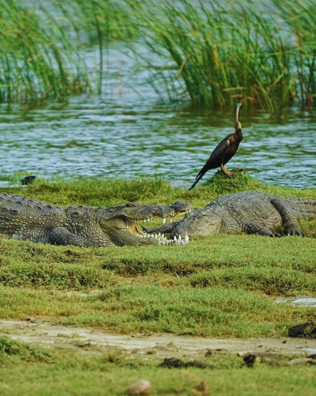 Animals in Hotel Elephant Reach