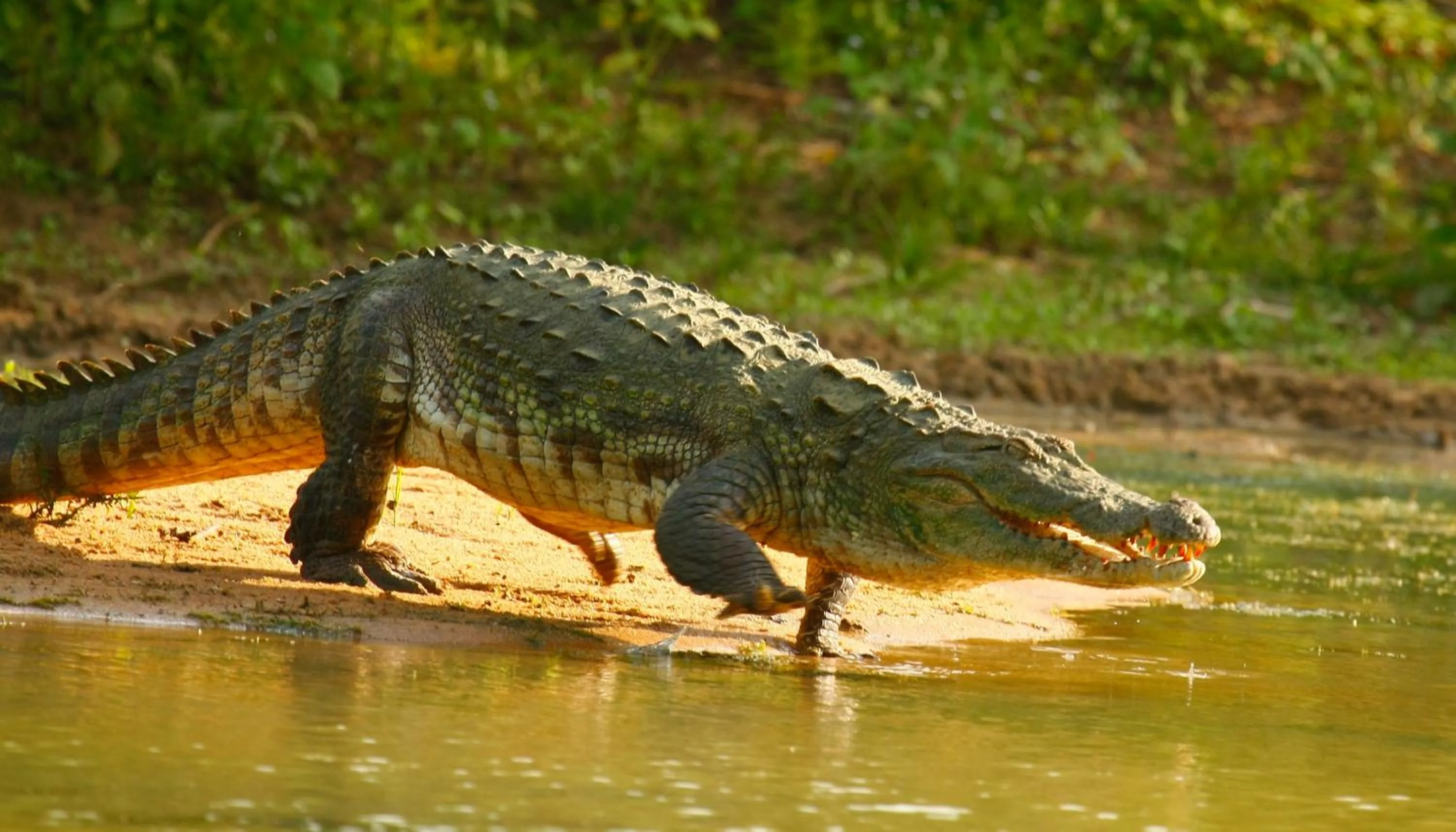 Animals in Hotel Elephant Reach