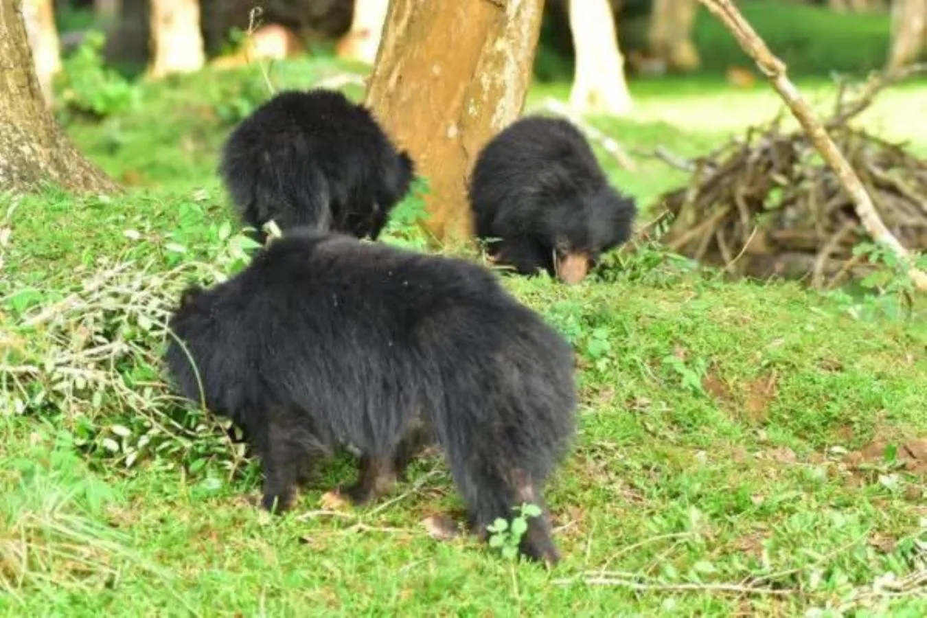 Night in Hotel Elephant Reach