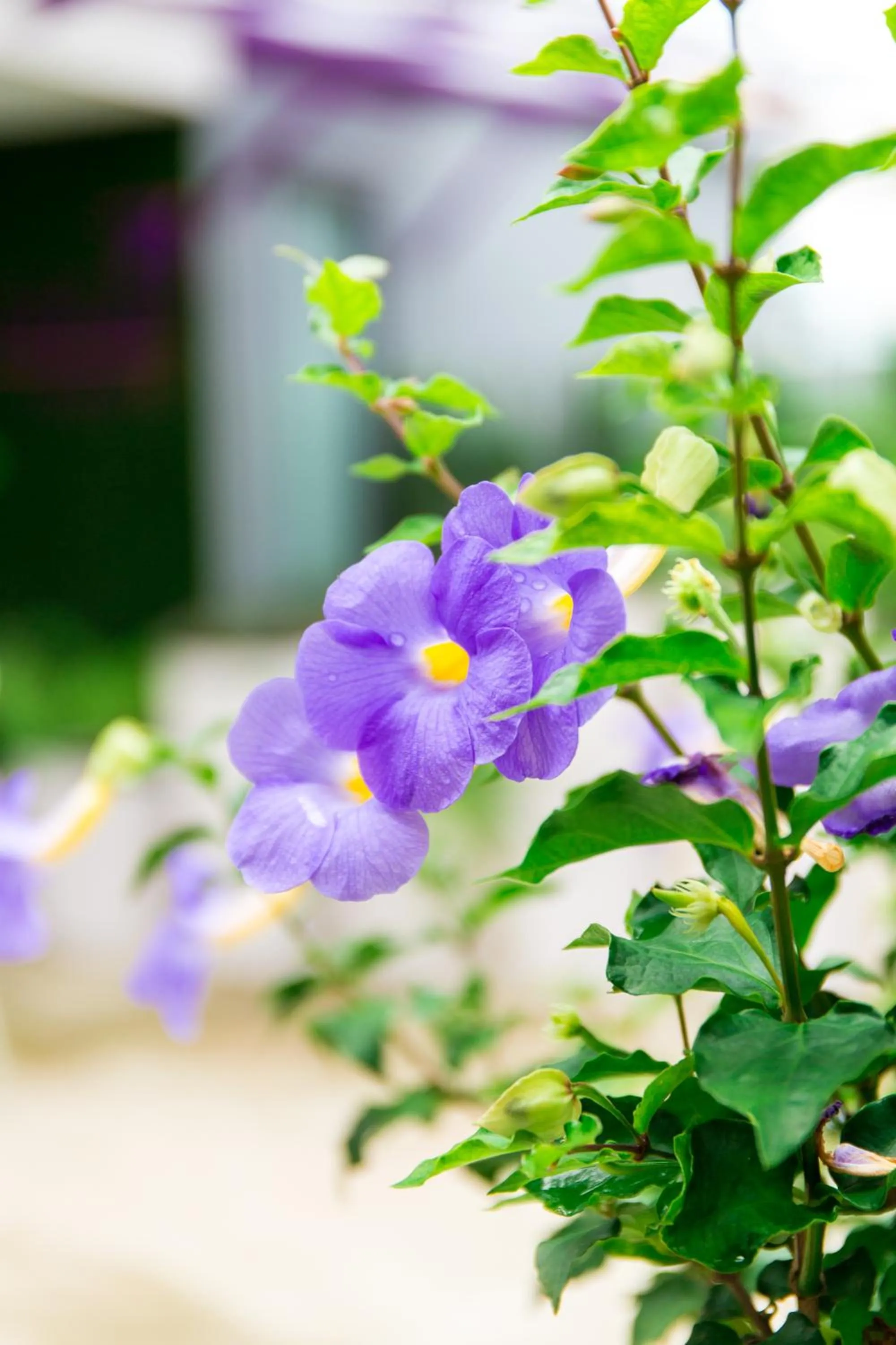 Lilac Relax-Residence