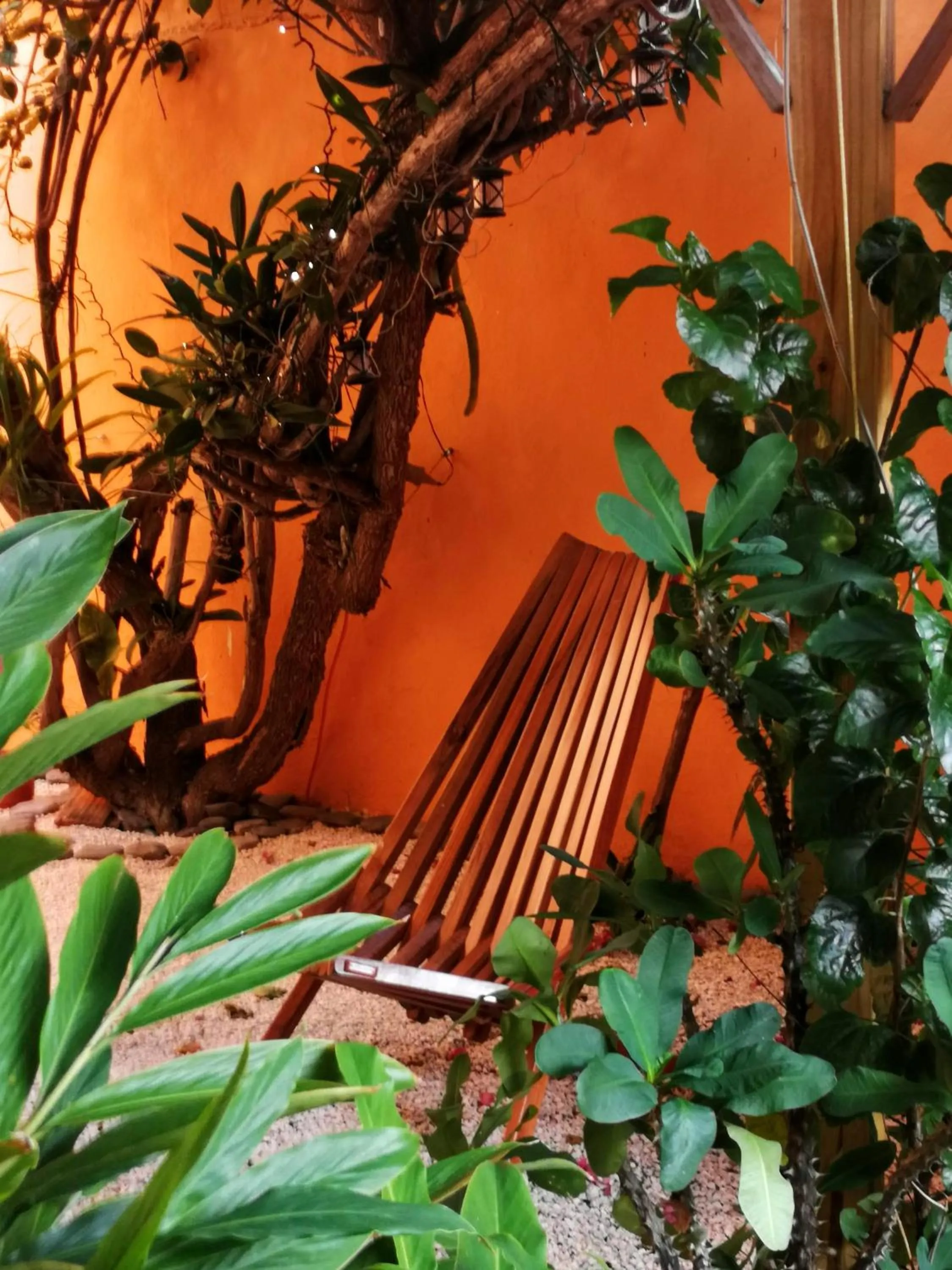 Spring in Casa Loritos