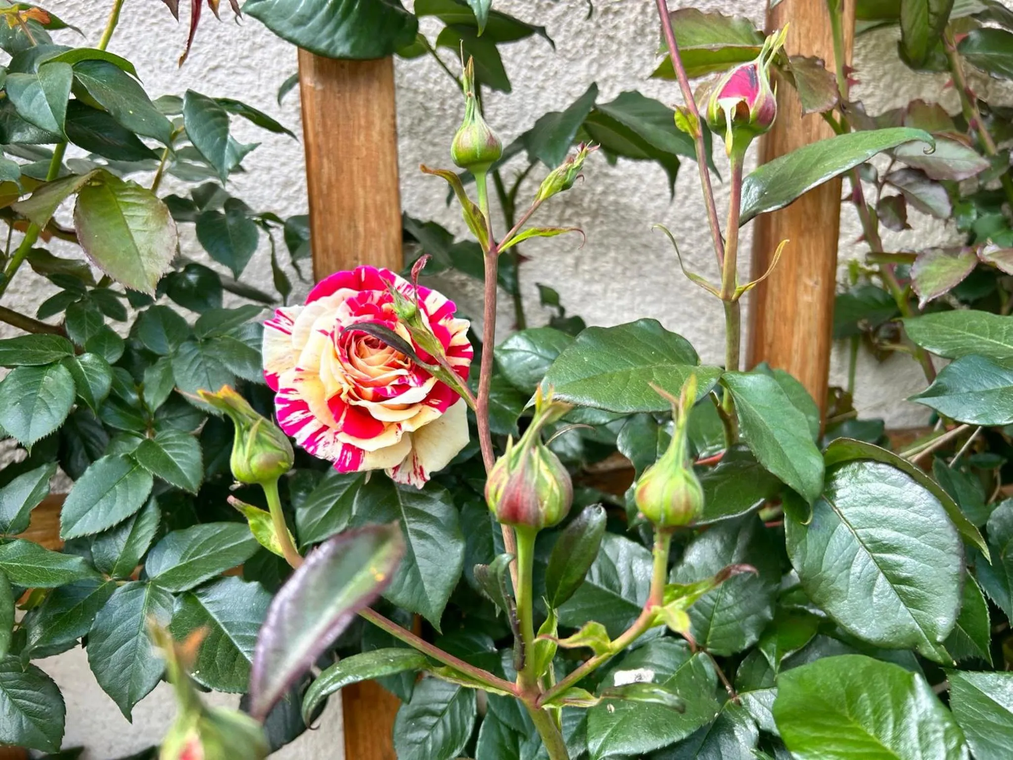 Spring in La Loubertine