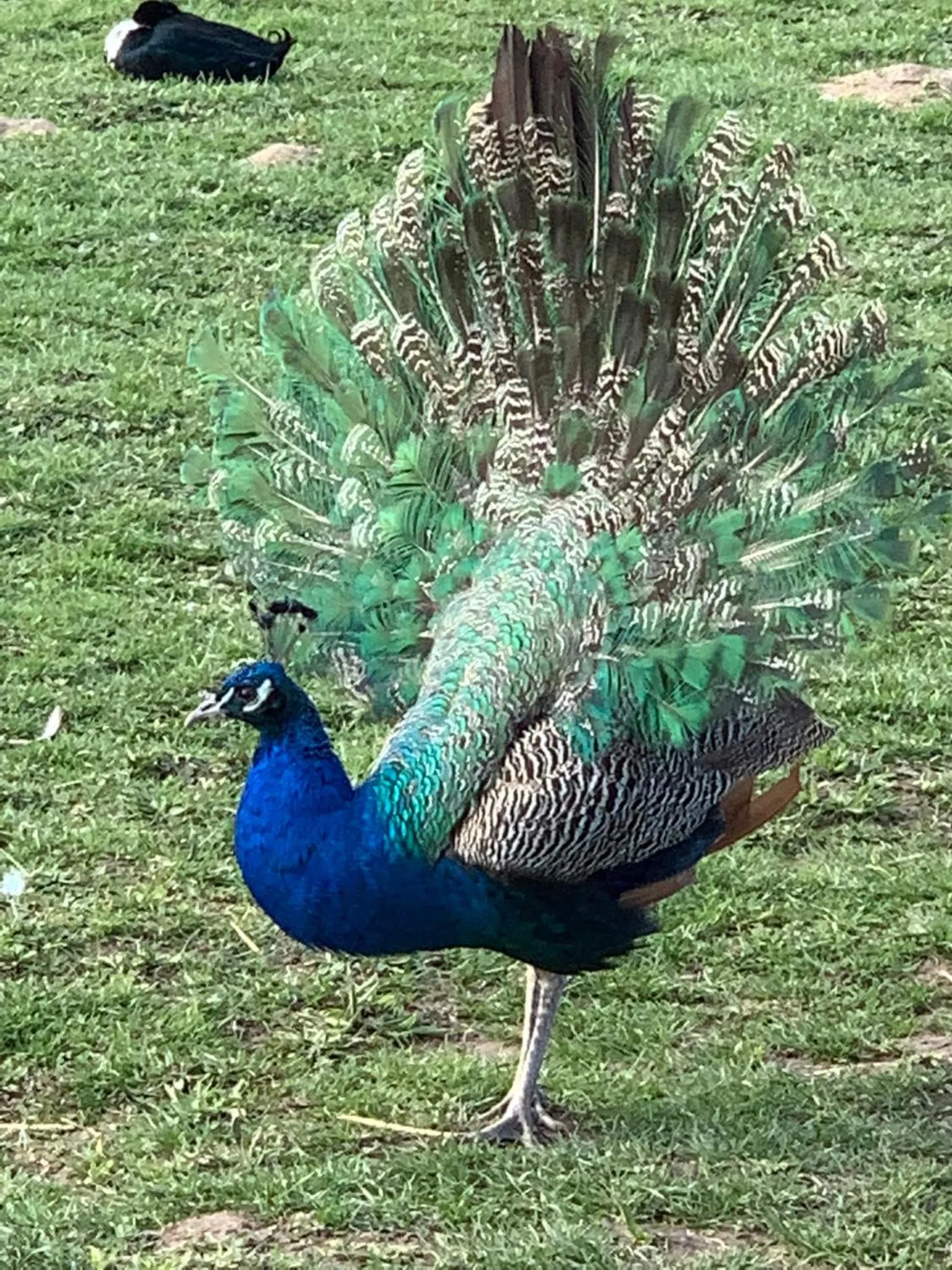 Animals in La Loubertine