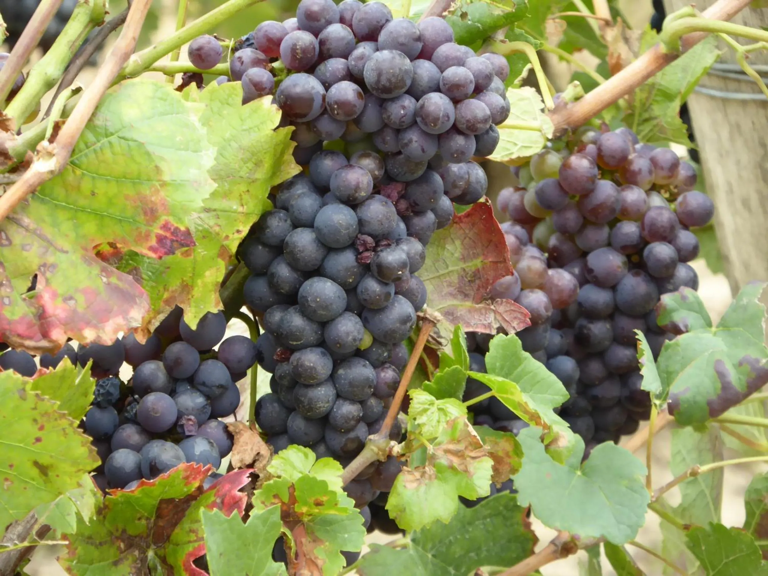 Natural landscape in La Loubertine