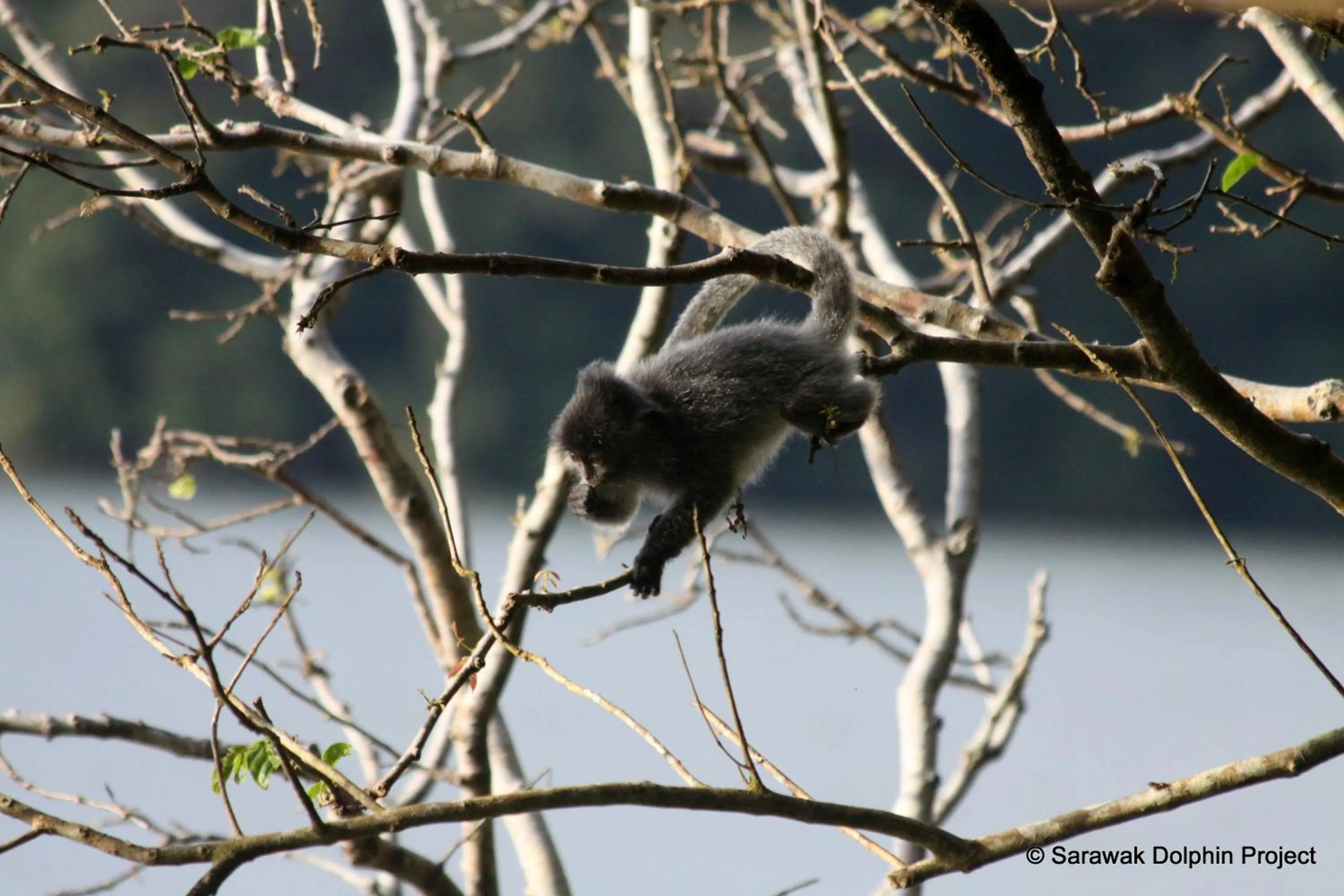 Animals in Permai Rainforest Resort