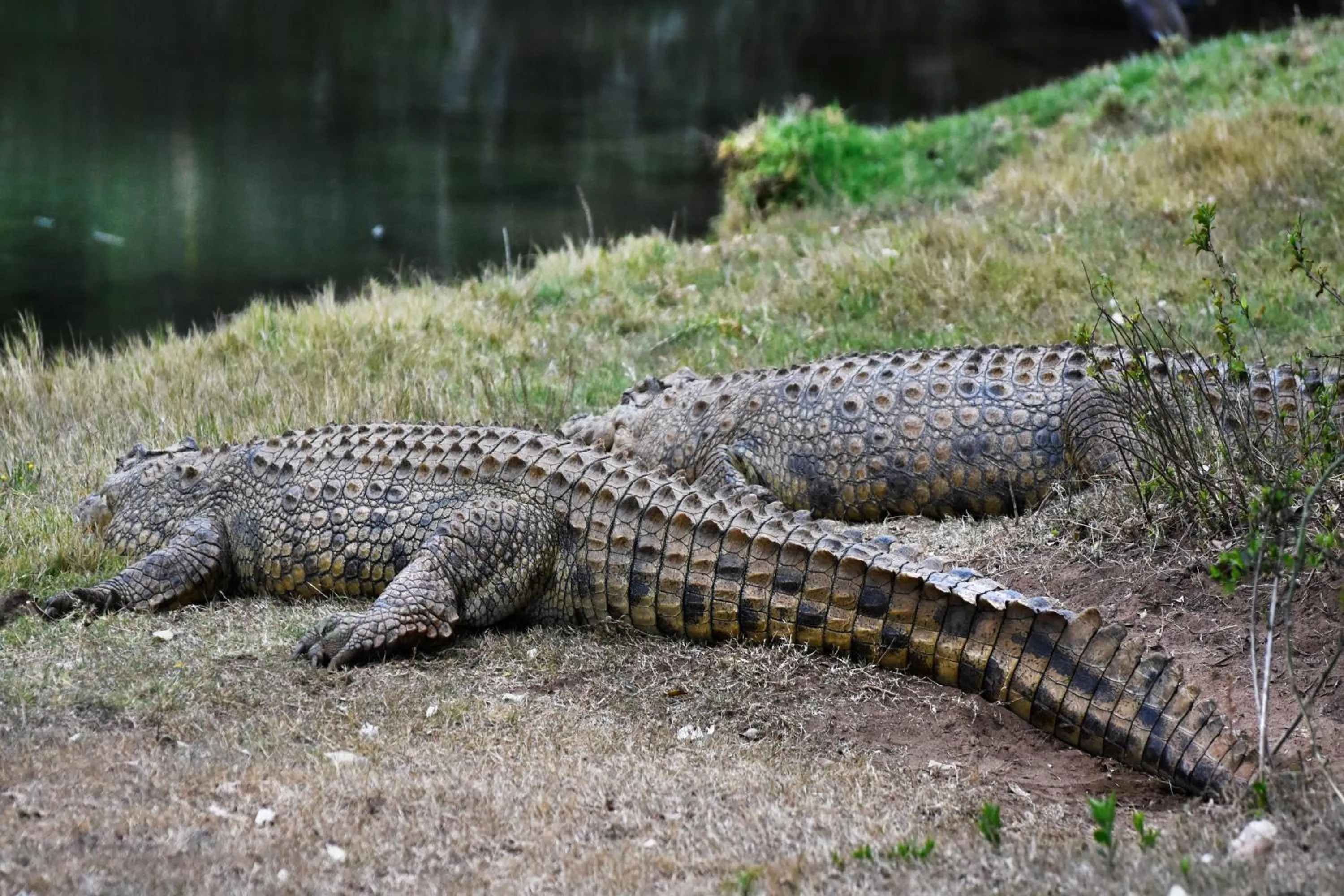 Day in Zuurberg Mountain Village