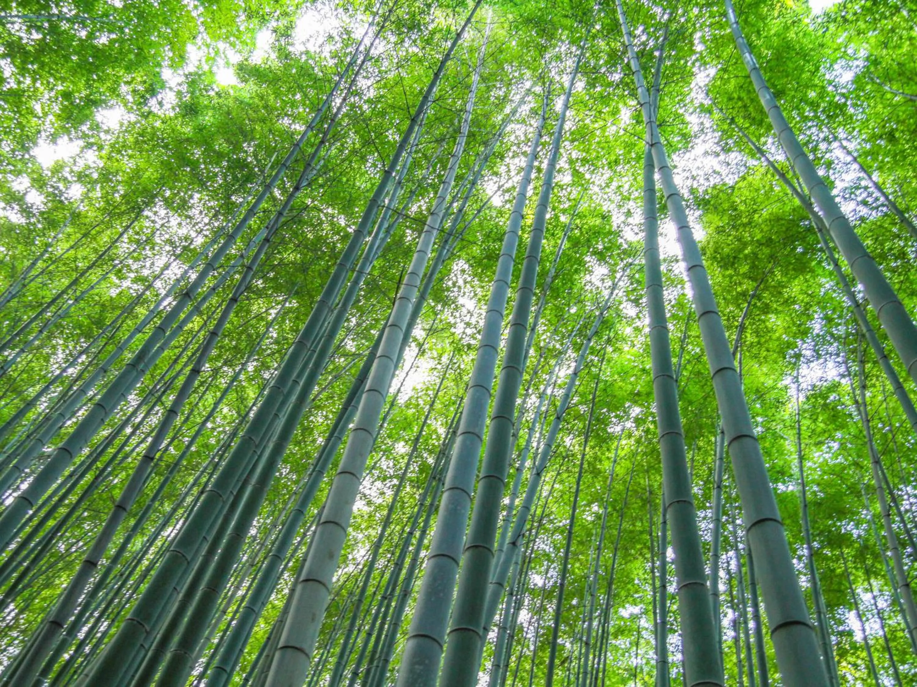 Nearby landmark in KOKO HOTEL Kyoto Shijo Karasuma - formerly Hotel Wing International Kyoto - Shijo Karasuma