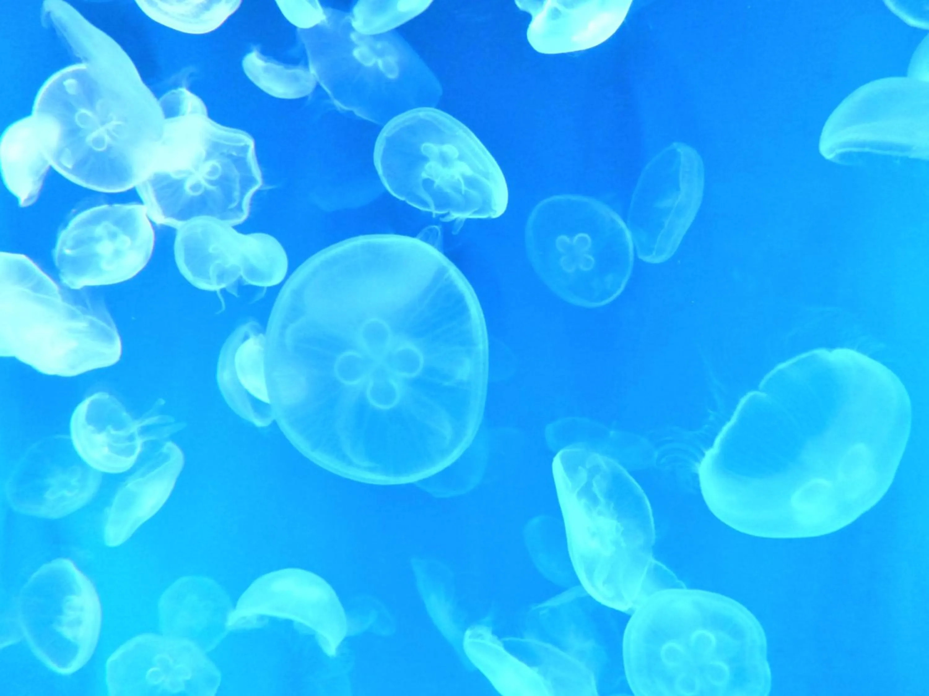 Nearby landmark in KOKO HOTEL Kyoto Shijo Karasuma - formerly Hotel Wing International Kyoto - Shijo Karasuma