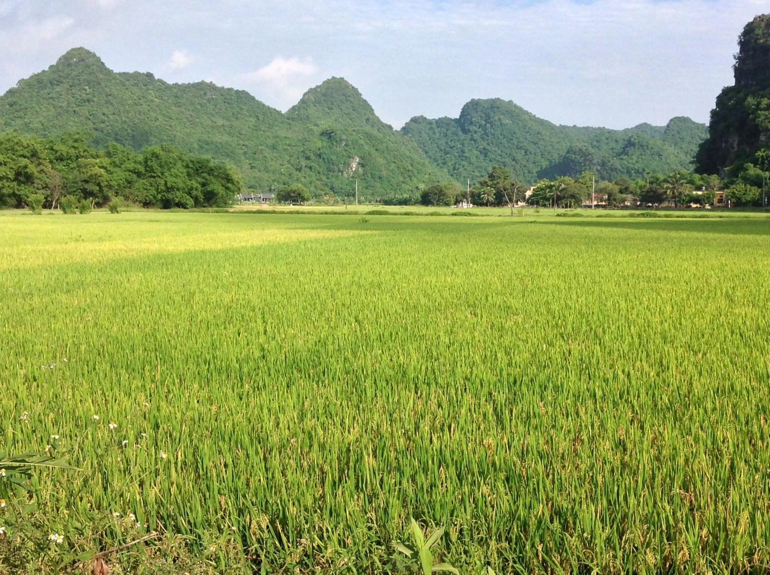 Natural landscape in Tam Coc Eco House