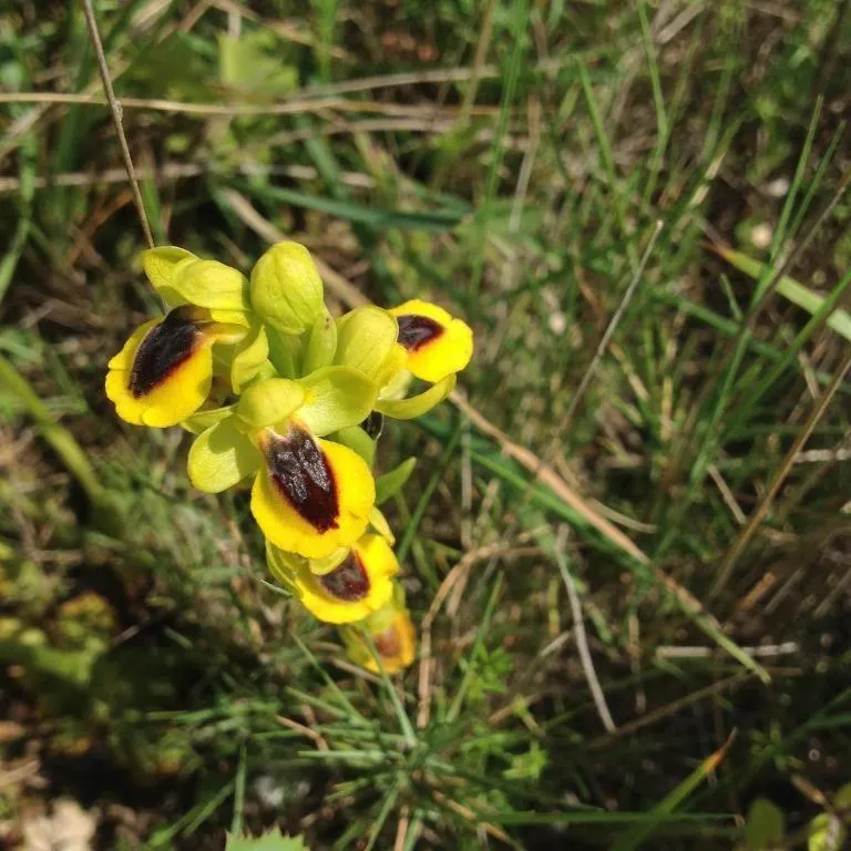 Natural landscape in Château De Siran - Hôtel & Spa